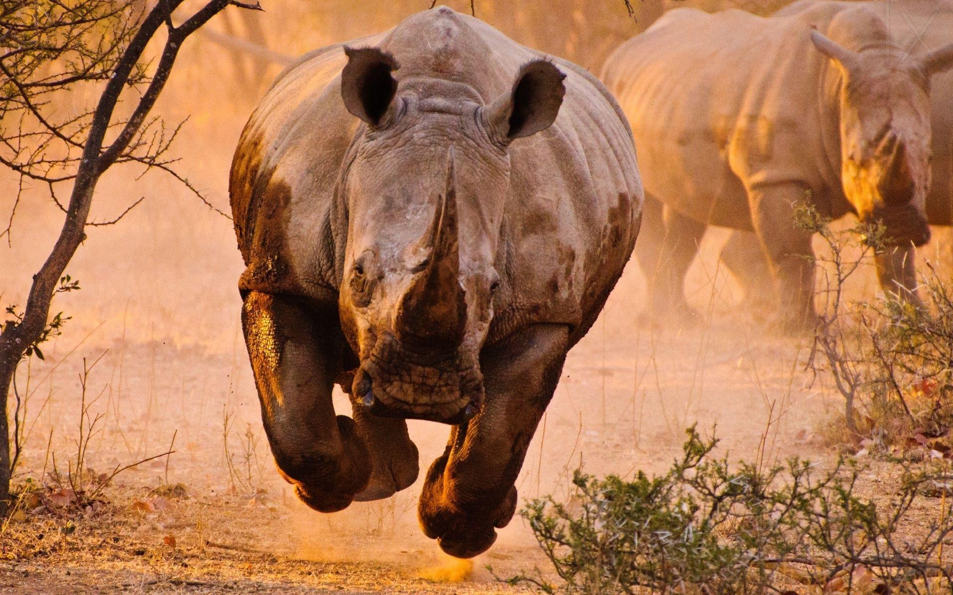 1920x1200 African Animals Wallpaper