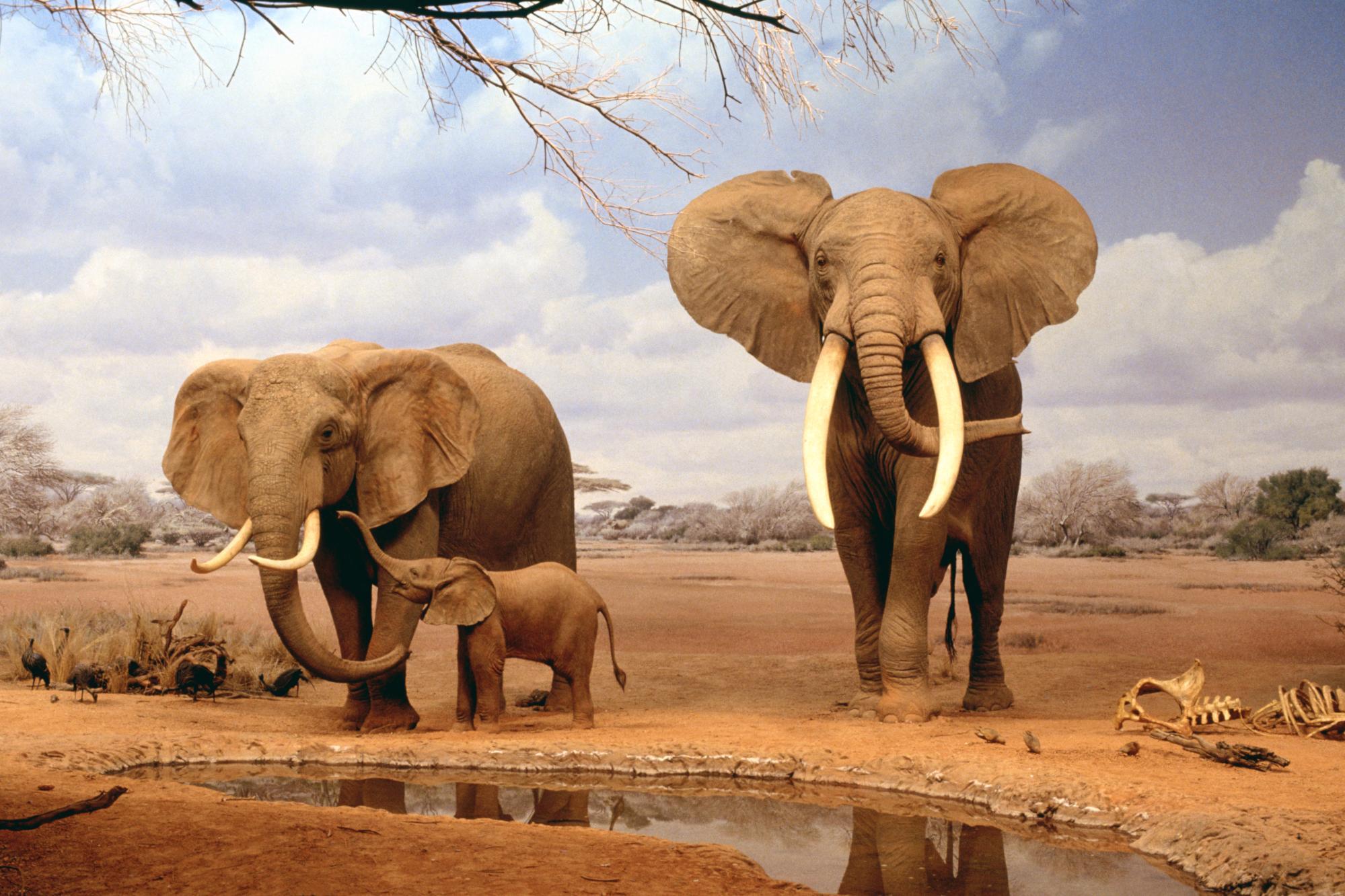 African Animal Desktop Wallpapers - Top Free African Animal Desktop  Backgrounds - WallpaperAccess