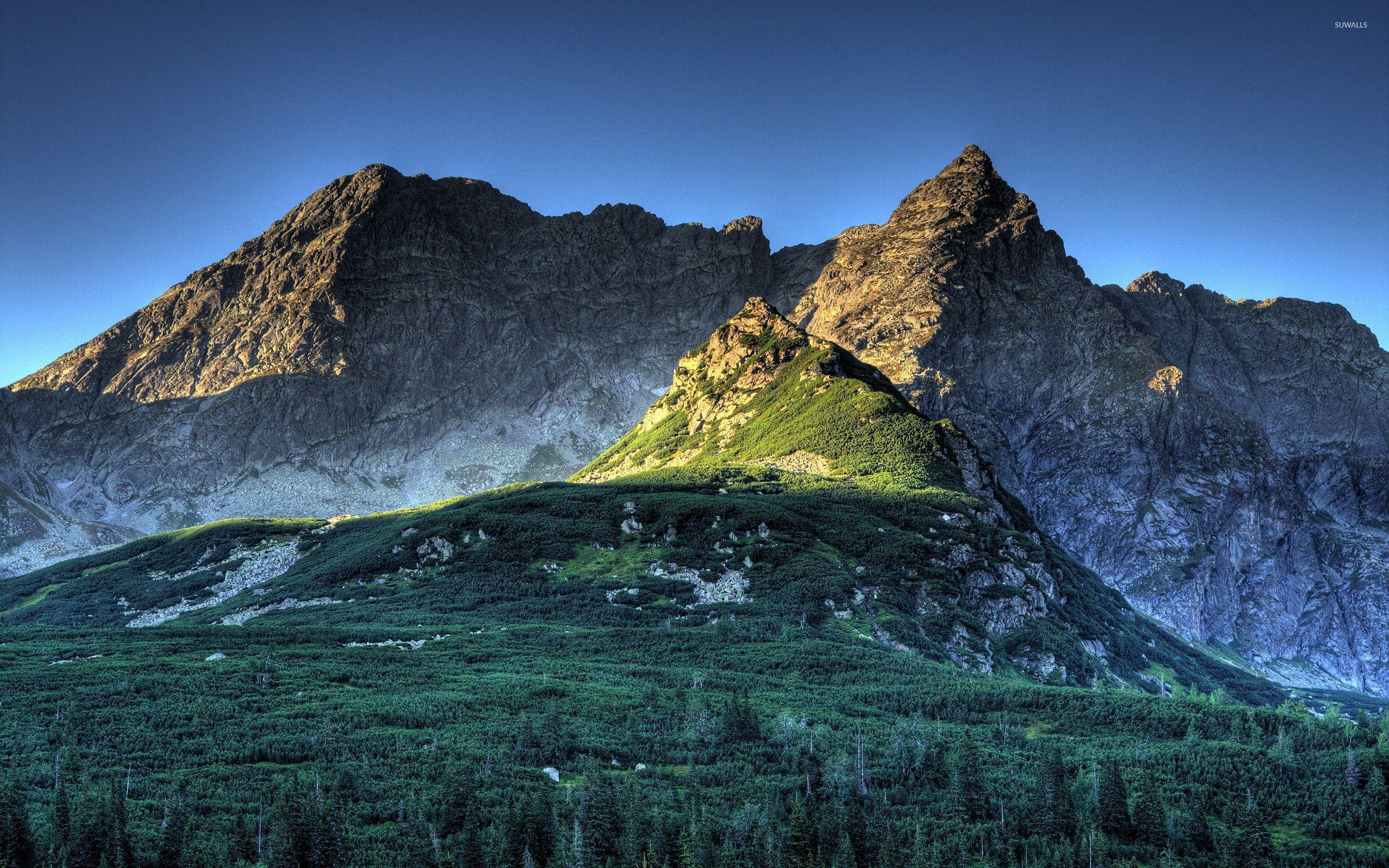 2560x1600 Green forest climbing on the rocky mountain wallpaper