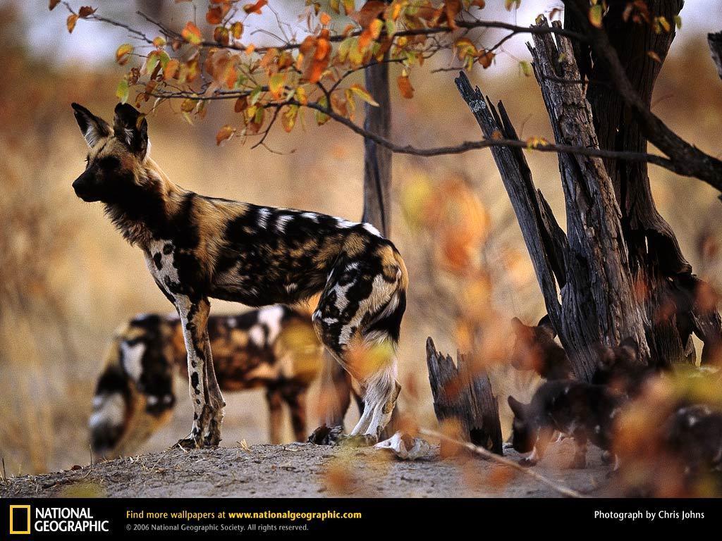 1024x768 African Wild Dog
