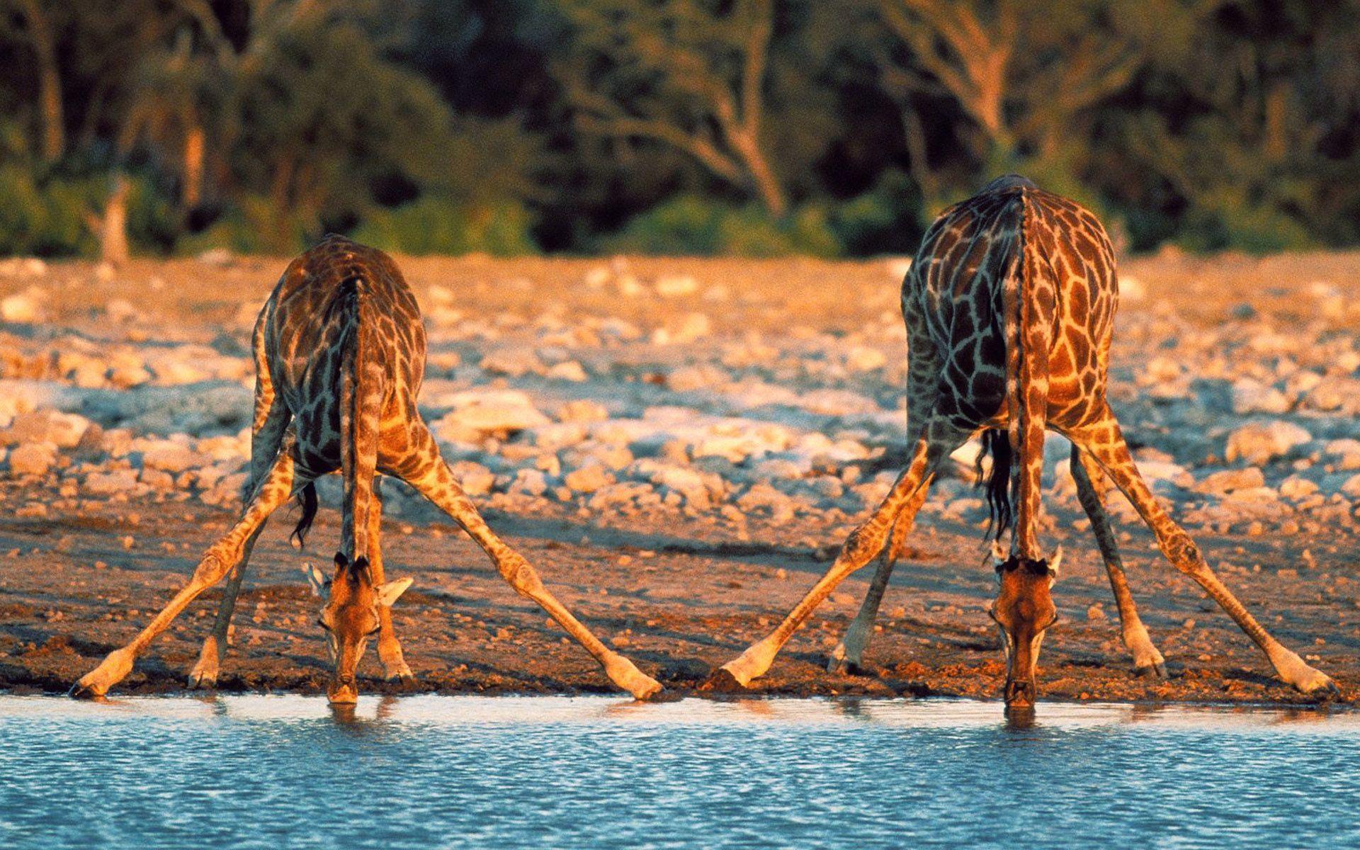 1920x1200 Wildlife Wallpaper