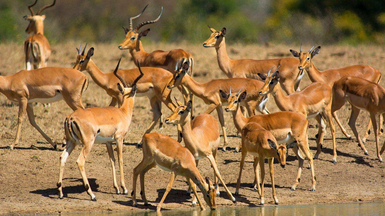 1280x720 African Animals Wallpaper HD Wallpaper Desktop Image