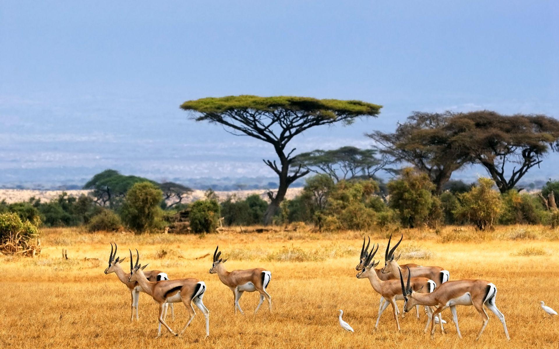 1920x1200 african landscape photo. savanna, african landscape