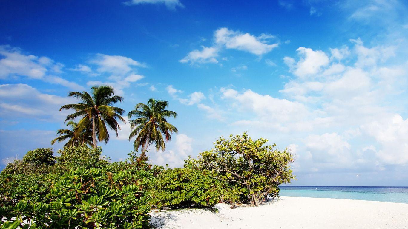 1366x768 Palm Tree, Windows Sky, Shore, Tropics Wallpaper Beach