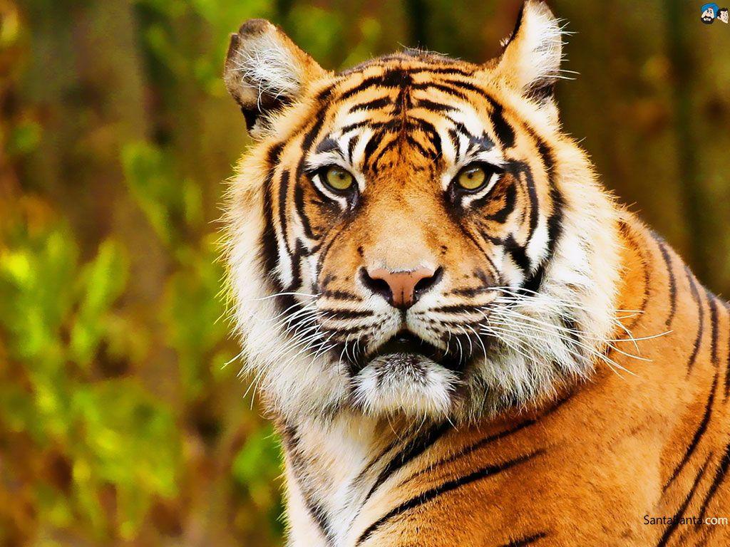 Tigers Wallpapers - Top Free Tigers Backgrounds - WallpaperAccess