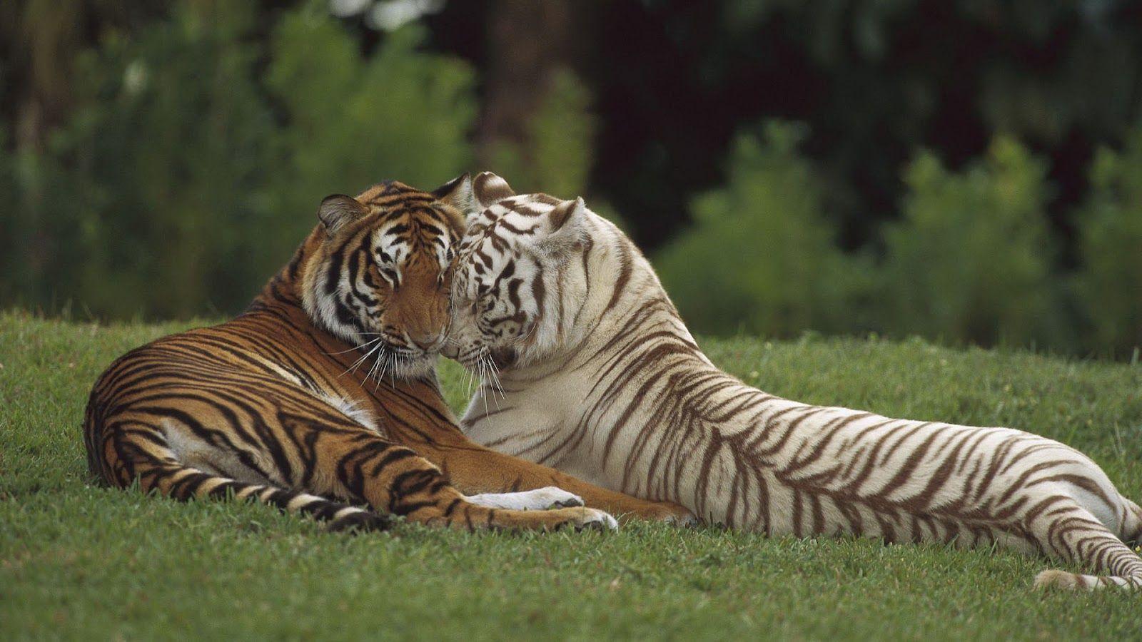 1600x900 HD Tigers Wallpaper and Photo. HD Animals Wallpaper