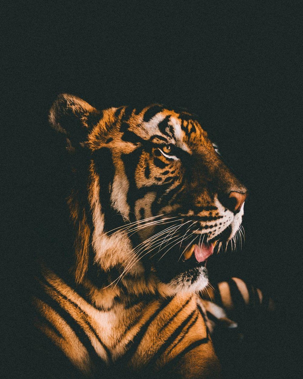  Aesthetic  Tiger  Wallpapers  Top Free Aesthetic  Tiger  