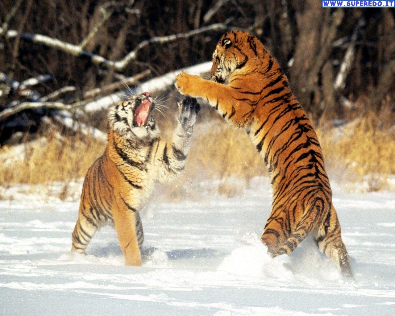 1280x1024 Tigers Wallpaper • 62 HD Wallpaper