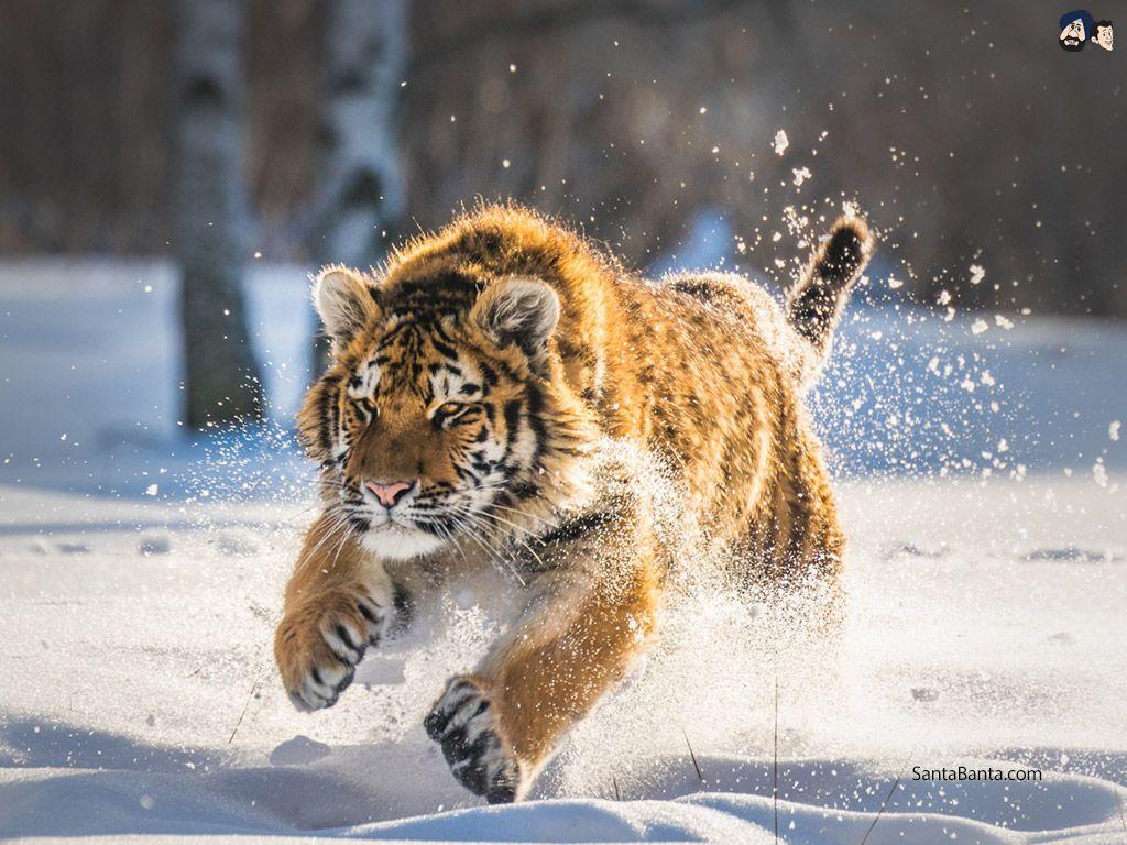 1024x768 Tigers Wallpaper