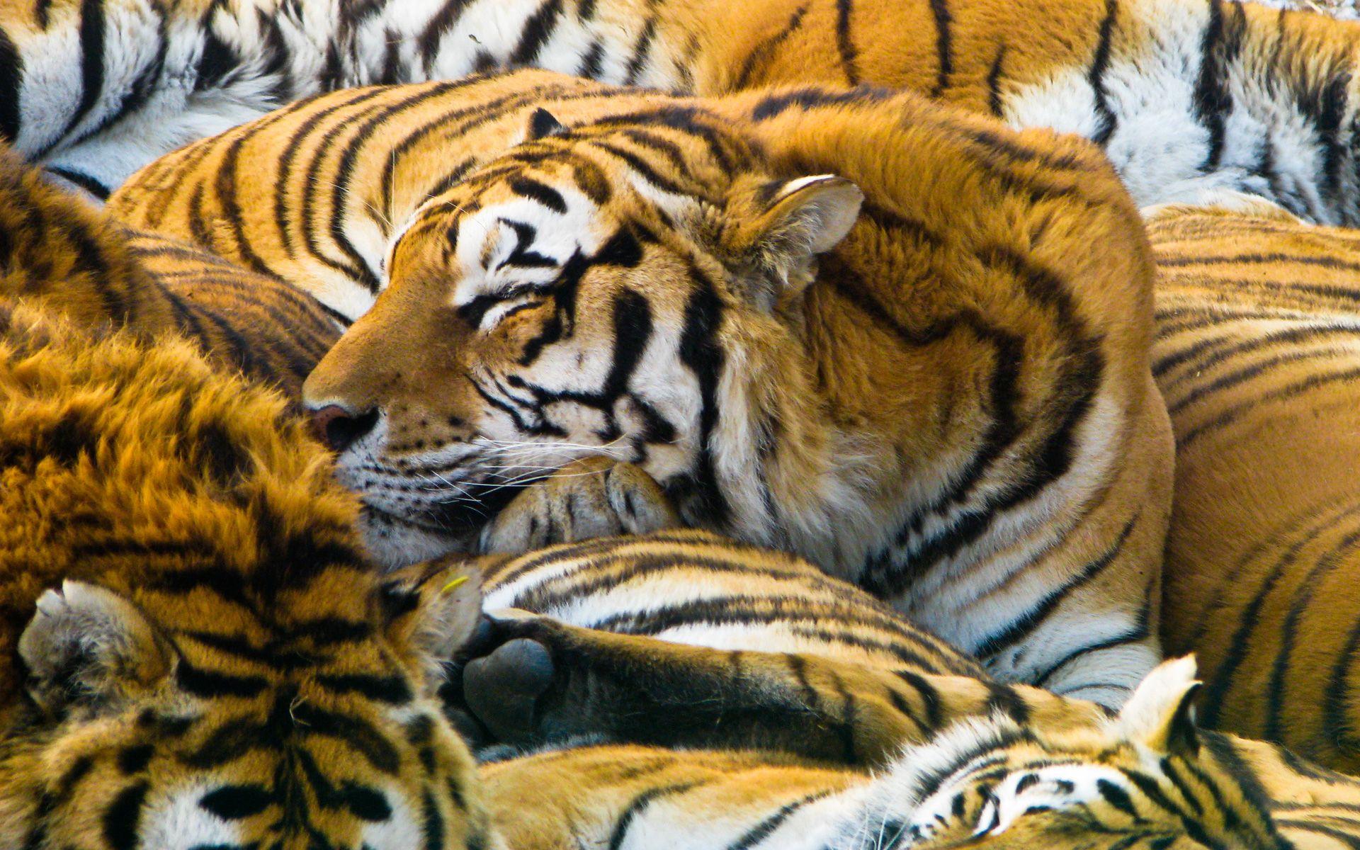 1920x1200 Sleeping Tigers # 1920x1200. All For Desktop