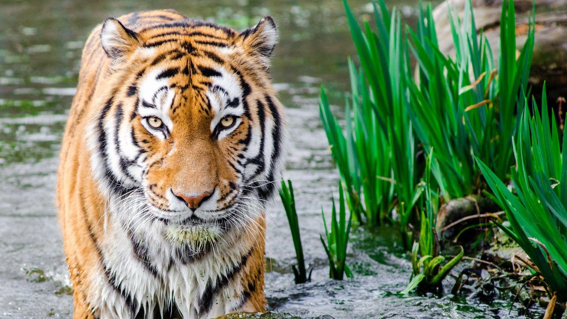 1920x1080 Tiger HD Wallpaper