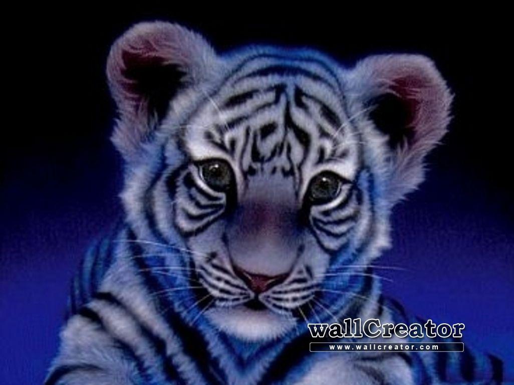 1026x768 Baby Tiger Wallpaper 283249 White Siberian Tiger