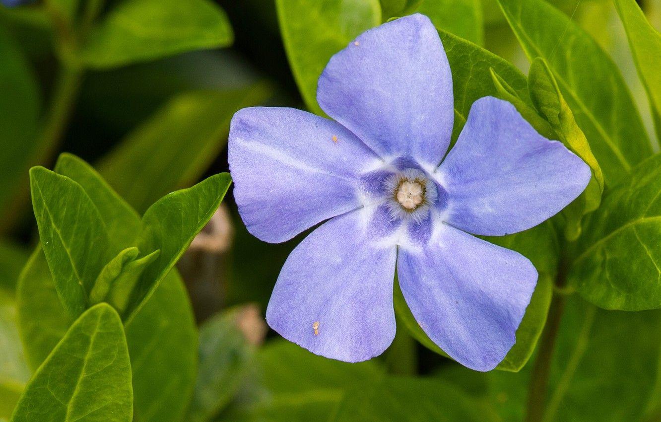 Periwinkle Wallpapers - Top Free Periwinkle Backgrounds ...