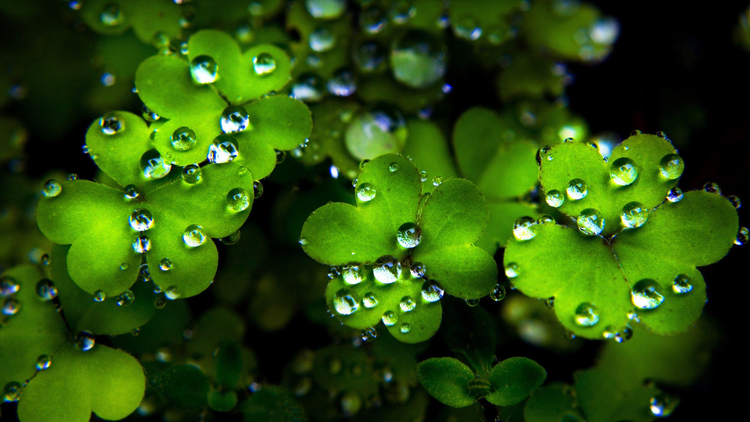 2560x1440 St Patricks Day Wallpaper