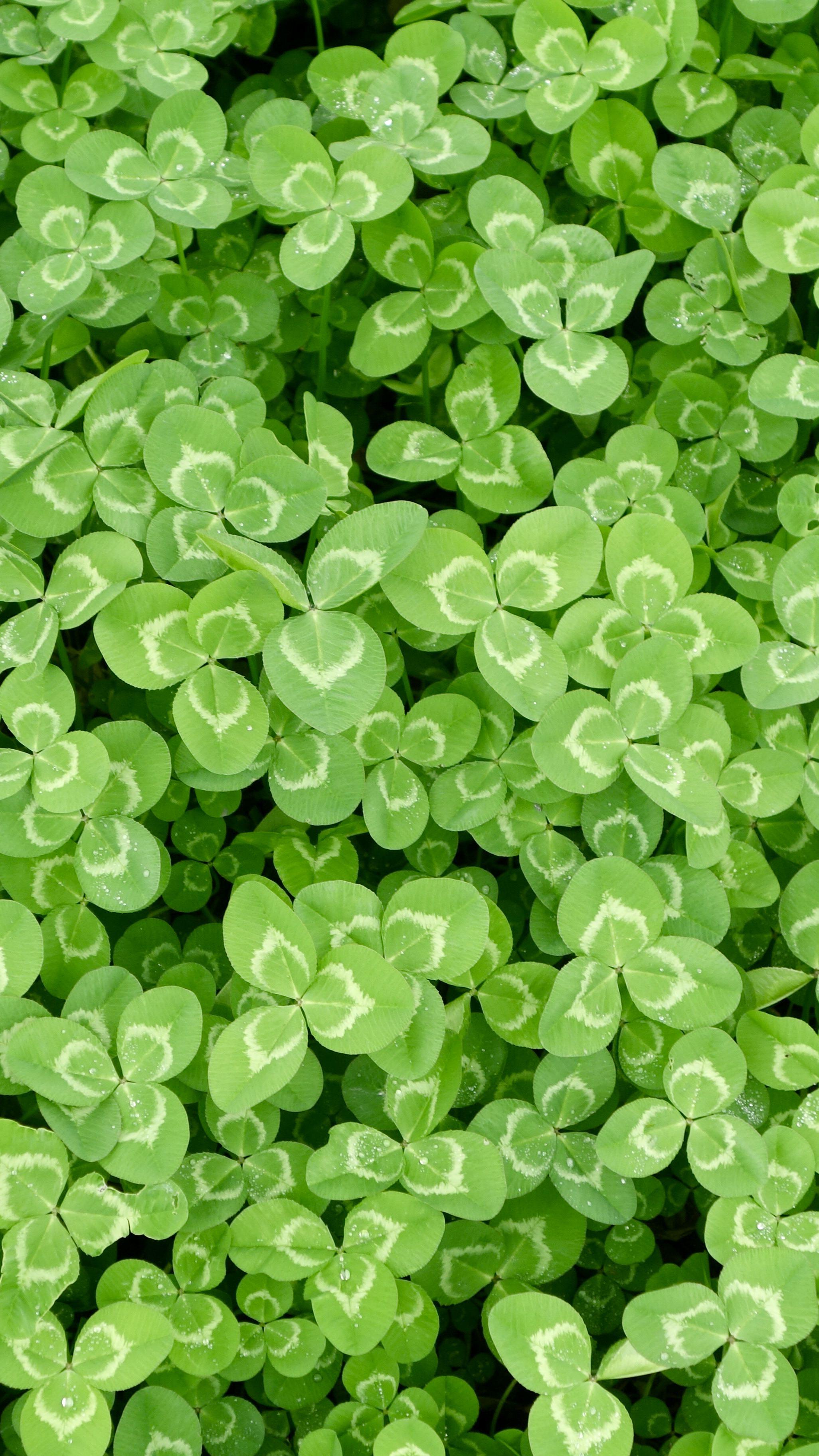 2052x3648 A wee bit of Ireland for St. Patrick's Day Wallpaper
