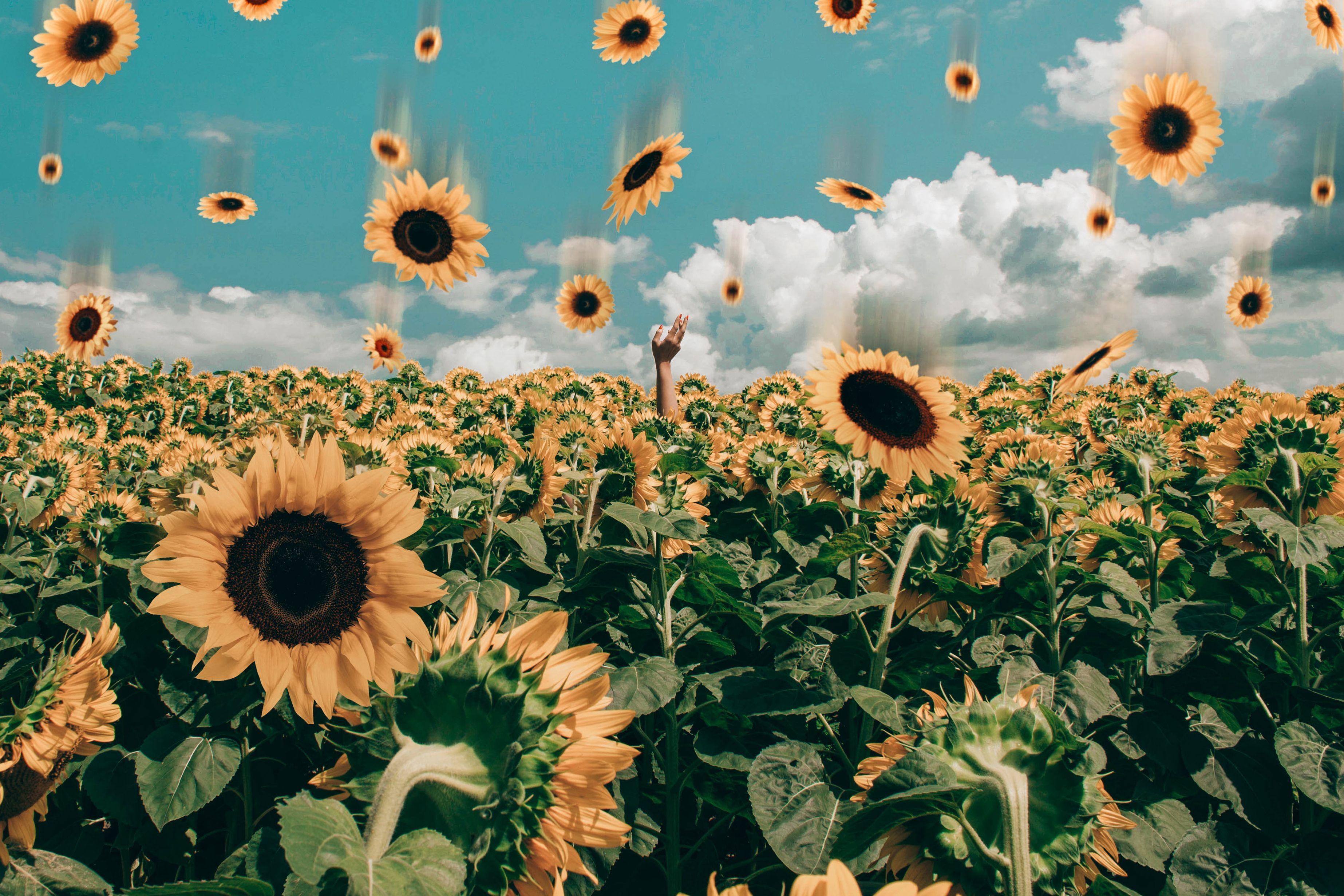 Sunflower Wallpaper Tumblr Pc