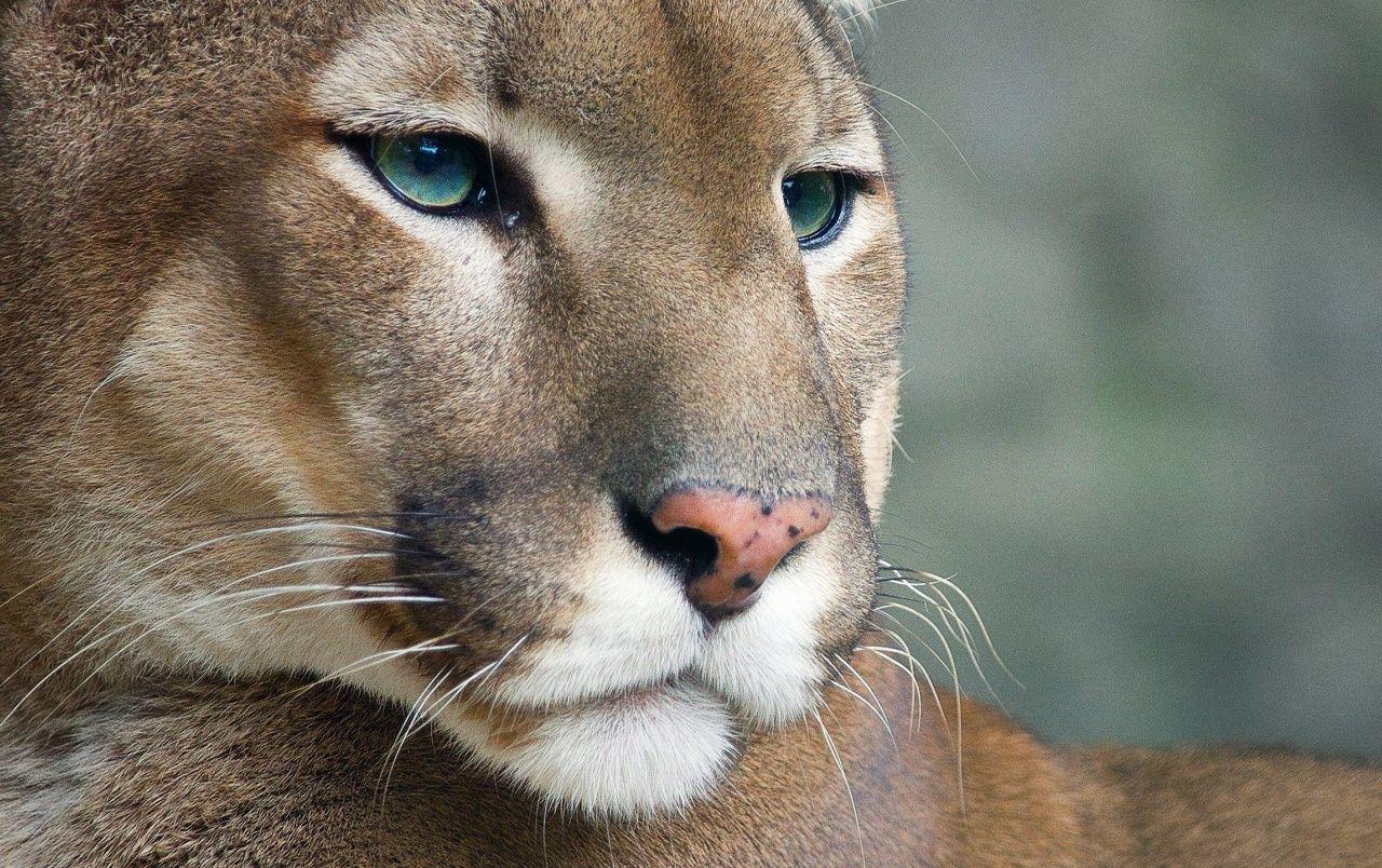 Cougar Wallpapers Top Free Cougar Backgrounds WallpaperAccess Cougar Wallpapers Top Free Cougar Backgrounds WallpaperAccess