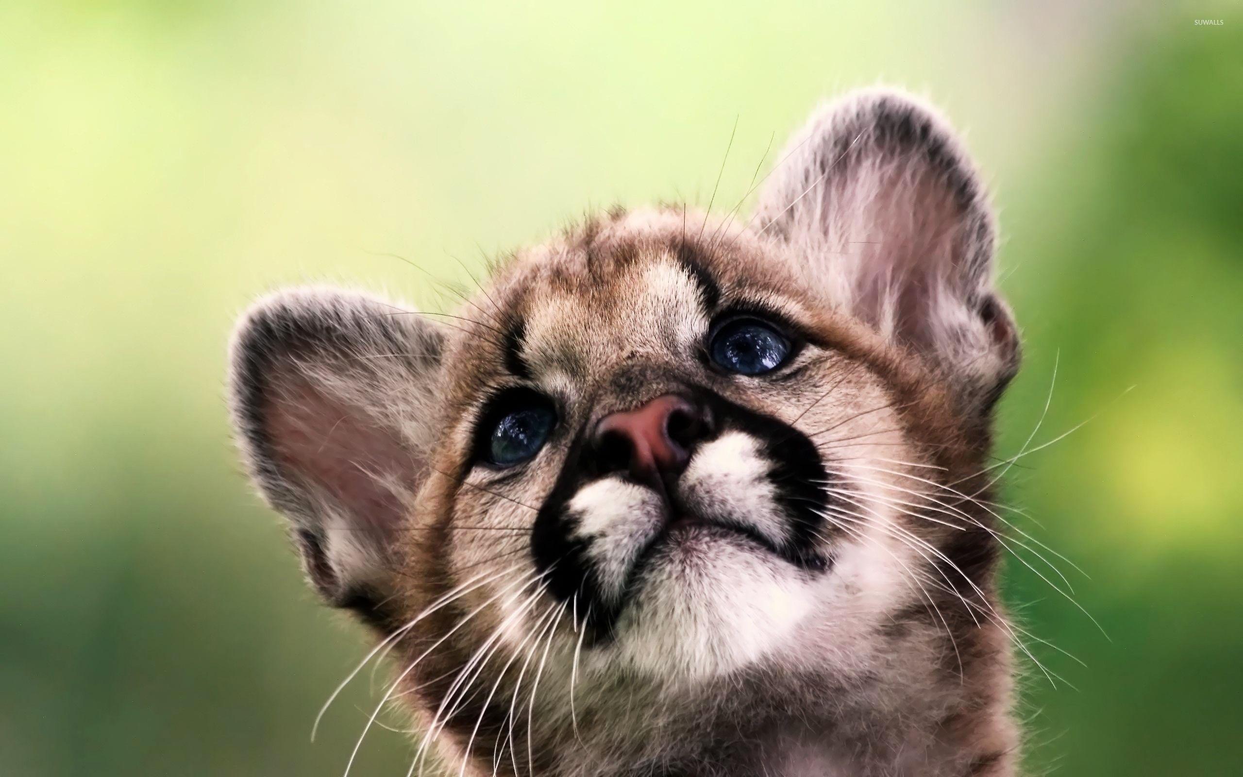 2560x1600 Cougar cub wallpaper wallpaper