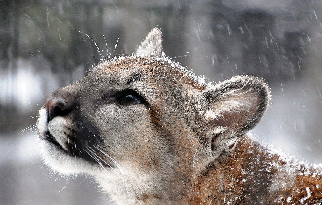 1332x850 Wallpaper mustache, look, face, snow, predator, profile