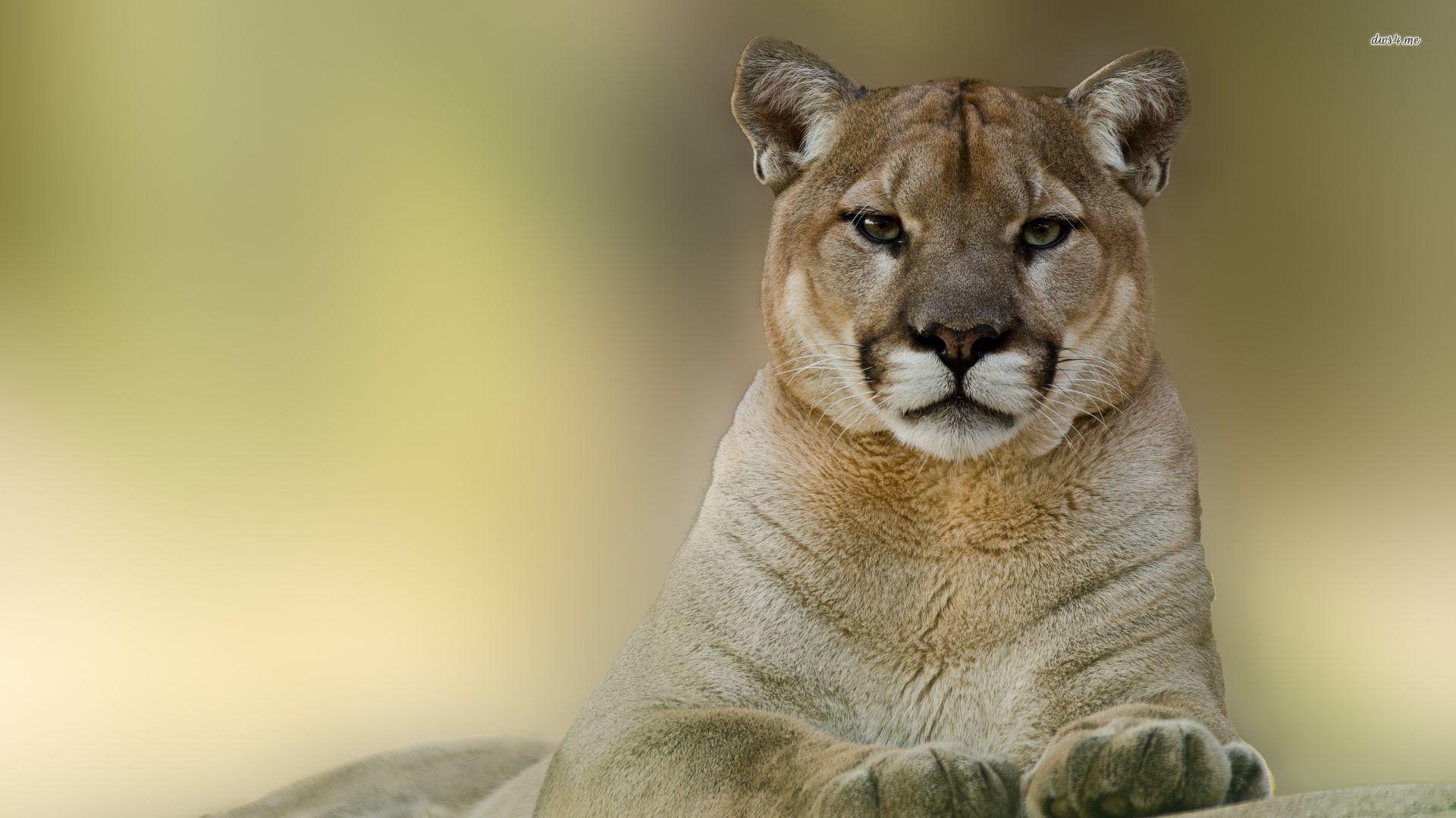 Cougar Wallpapers - Top Free Cougar Backgrounds - WallpaperAccess