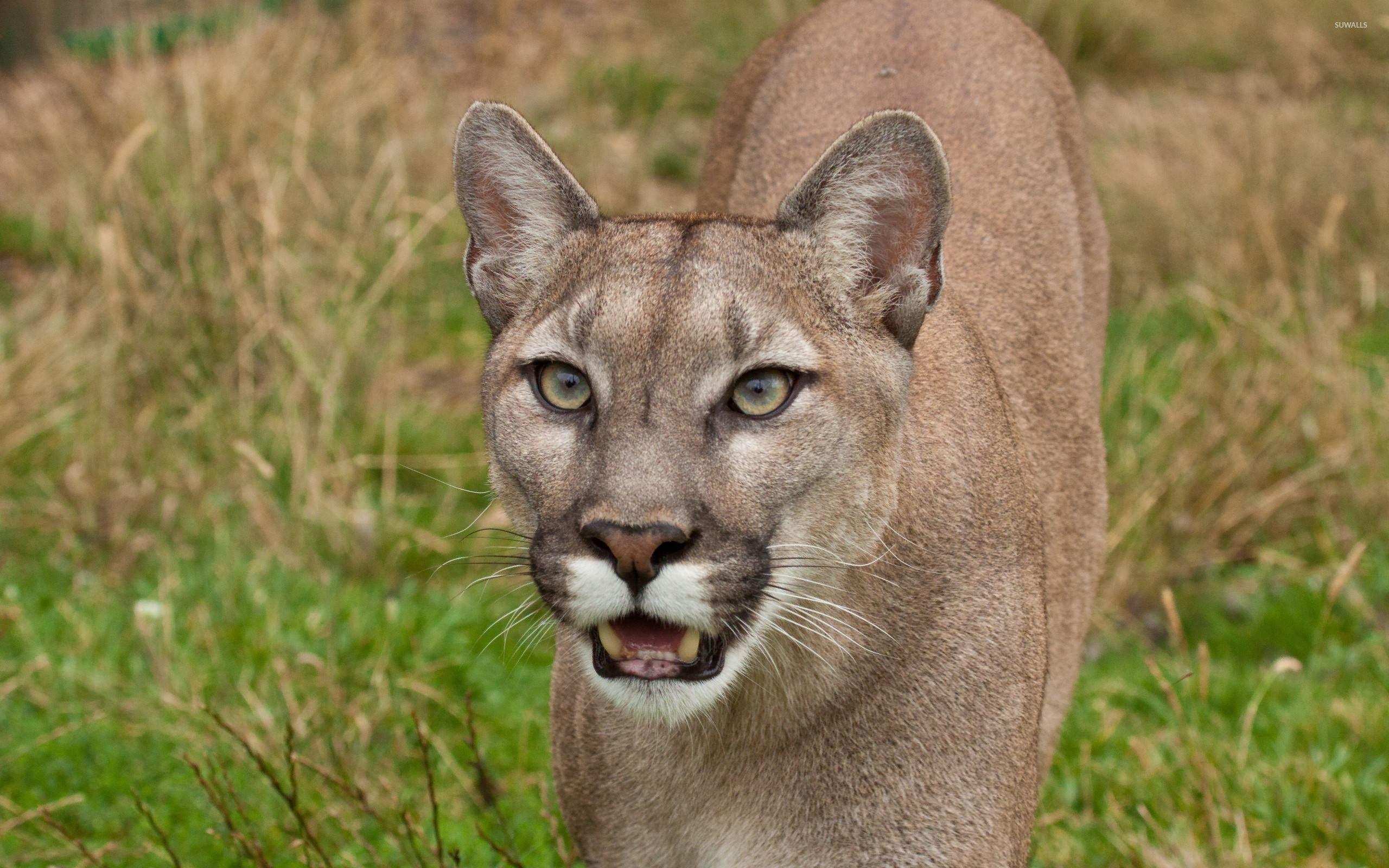 Cougar Wallpapers - Top Free Cougar Backgrounds - WallpaperAccess