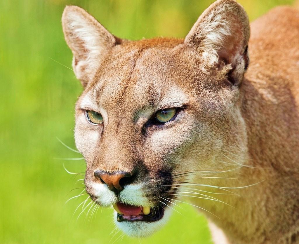 1024x836 Cougar Wallpaper for Android