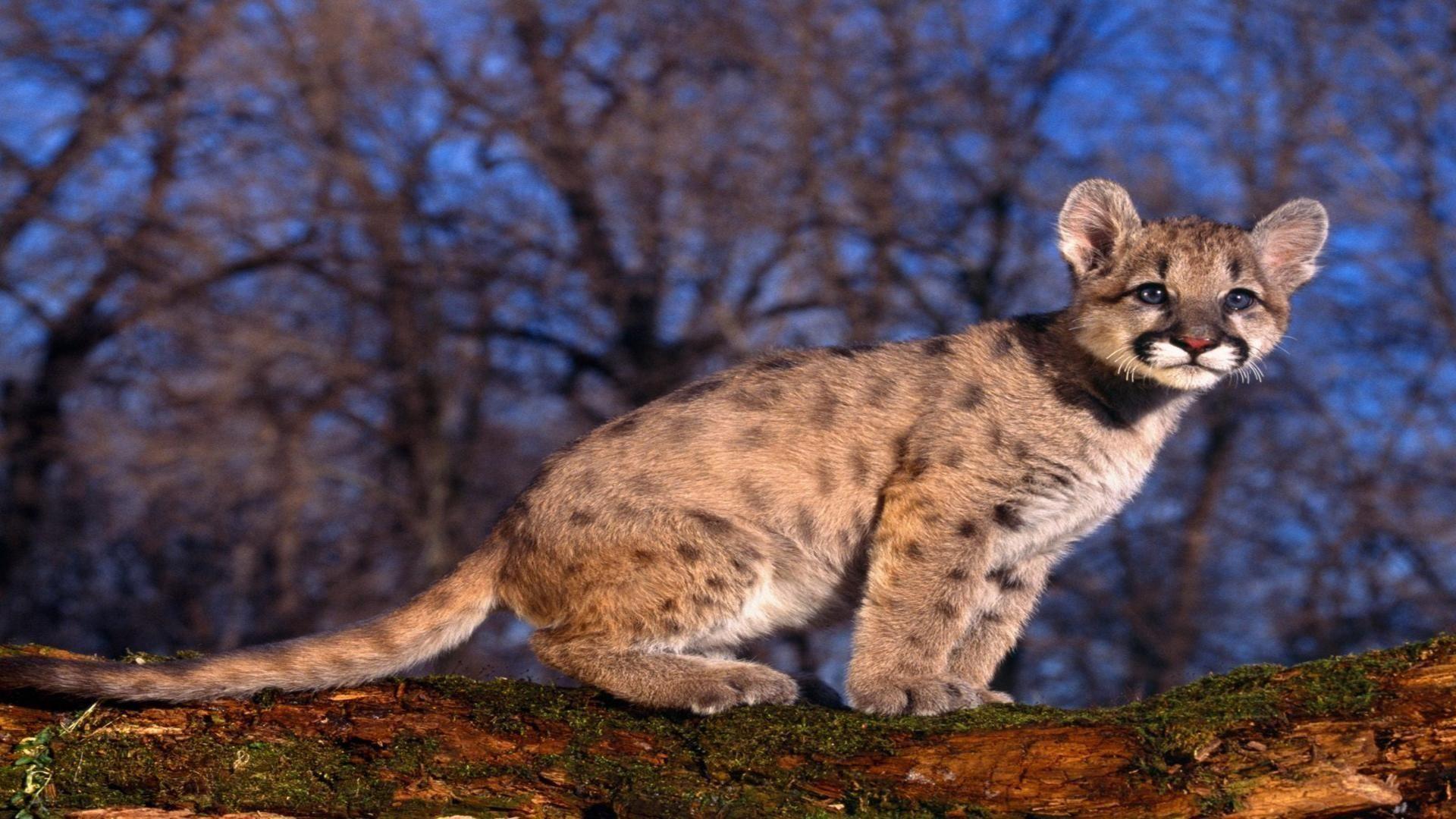 1920x1080 Cougars