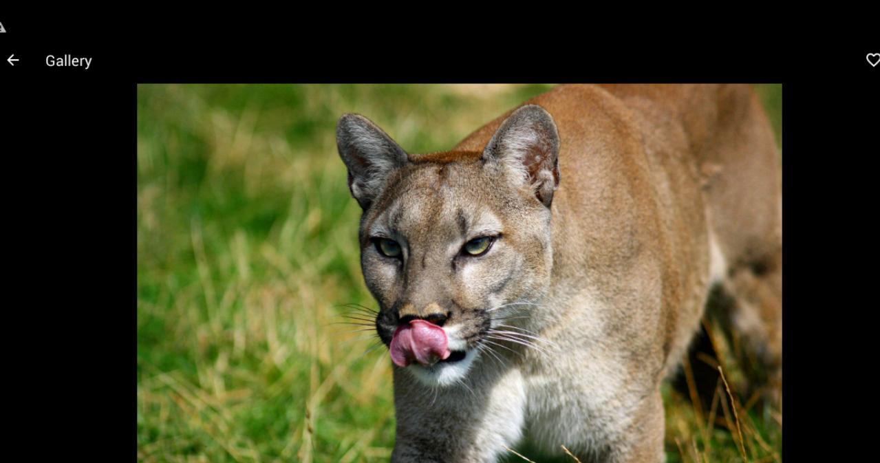 1279x673 Cougar Wallpaper HD for Android