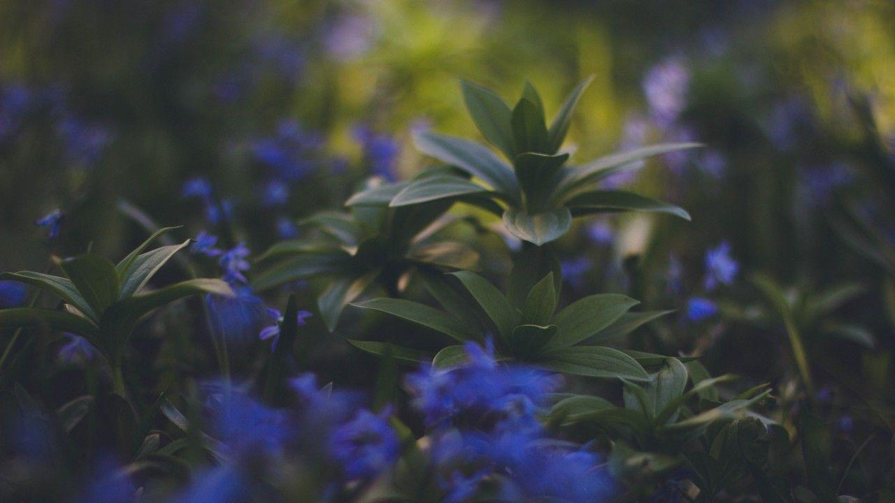 1280x720 Plants Foliage Blurred wallpaper. Plants Foliage Blurred