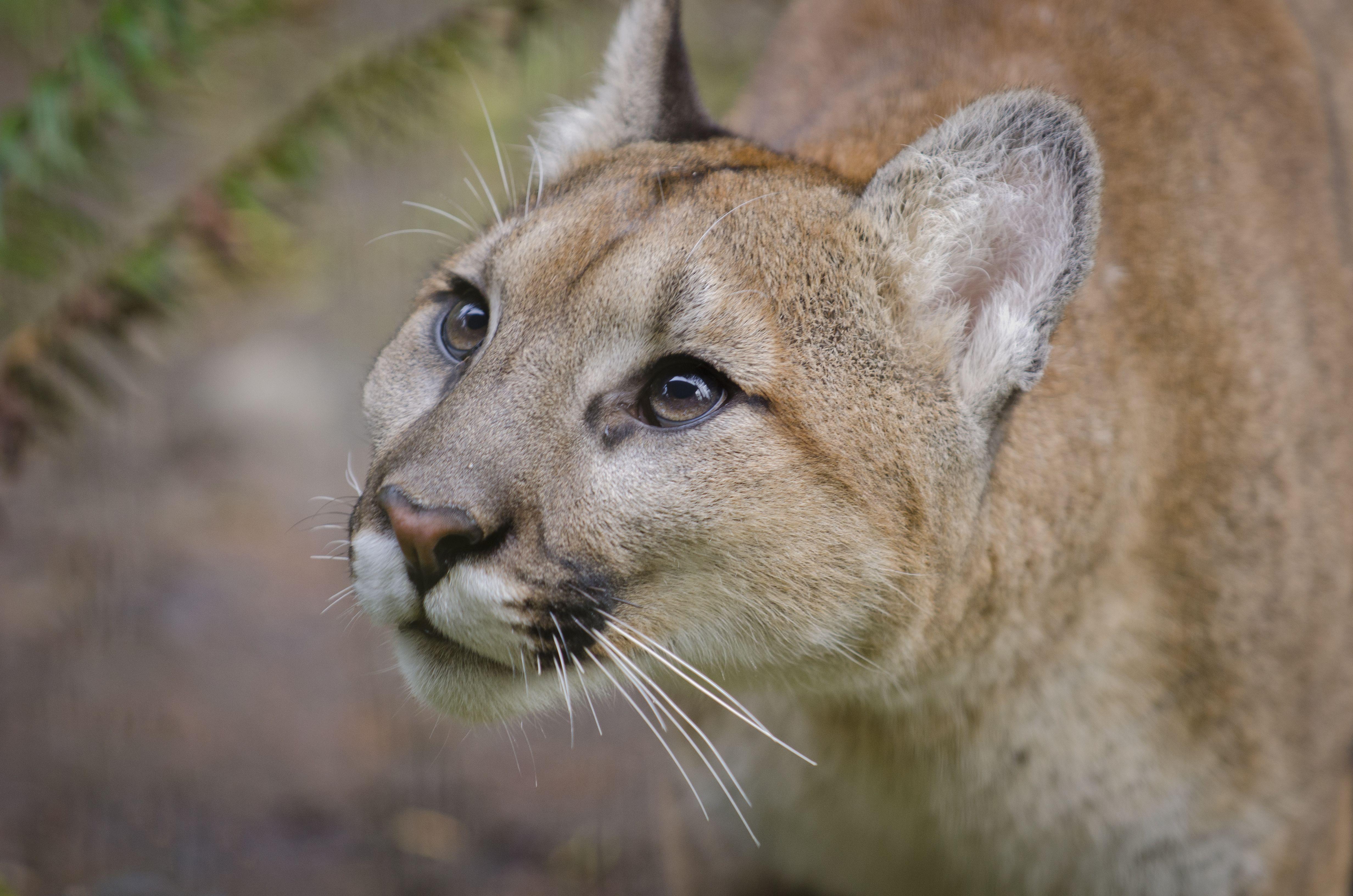 X mountain lion. Кугуар горный Лев. Пума горный Лев. Североамериканская Пума. Порода кошек Стоун Кугуар.