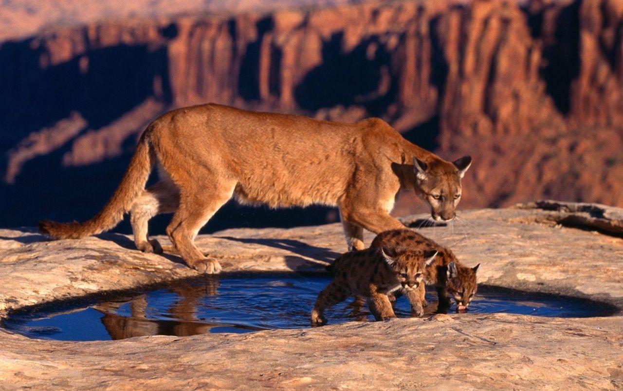 1280x804 Cougar and cubs wallpaper. Cougar and cubs