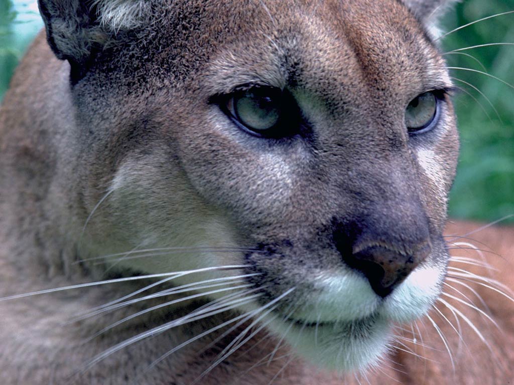 1024x768 Eastern Cougar Wallpaper