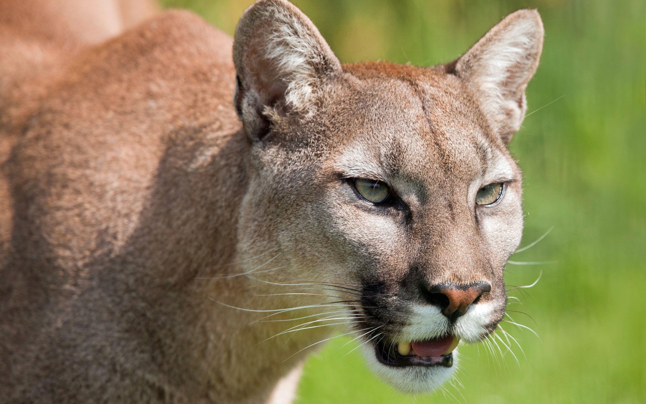 2560x1600 puma, Cougar, Mountain, Lion, Wild, Cat, Muzzle Wallpaper
