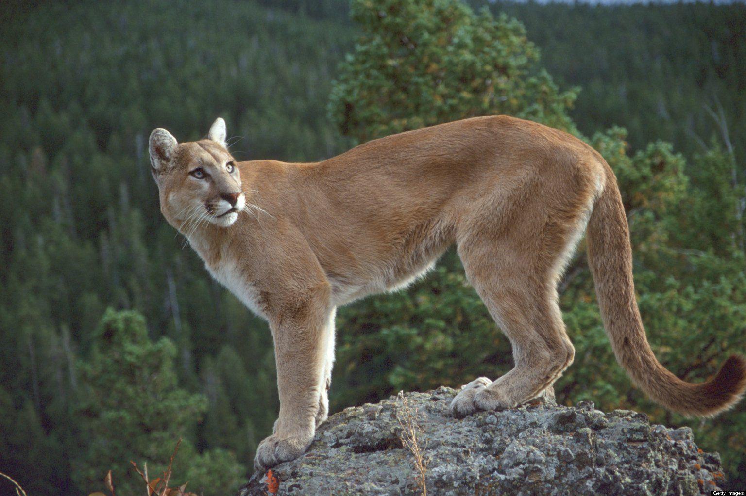 1536x1023 HD Cougar Wallpaper