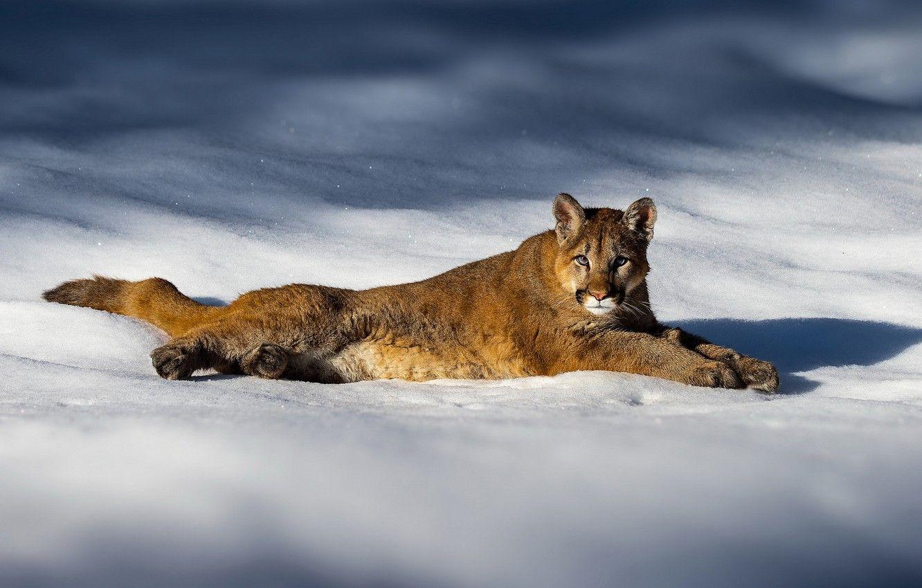 1332x850 Wallpaper winter, light, snow, the snow, lies, shadows, Puma