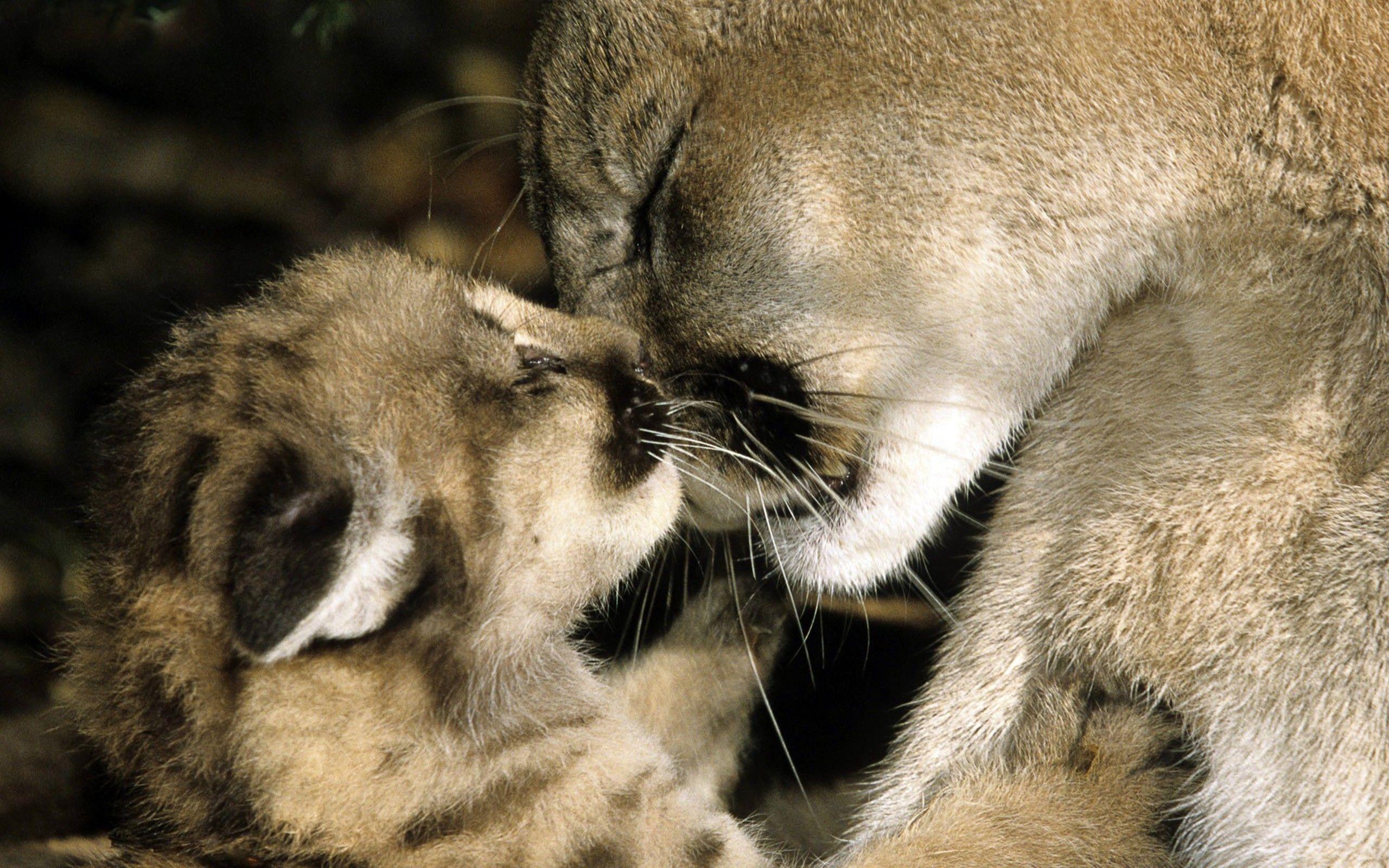 2560x1600 Cute Cougar Wallpaper