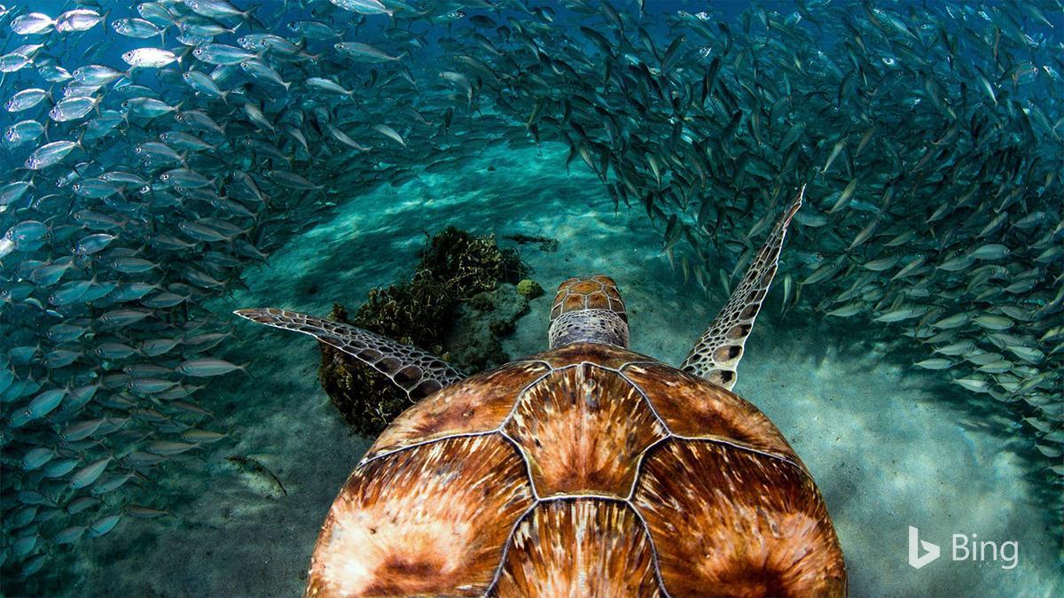 1200x675 Bingverified Account Sea Turtle With Sardines Near