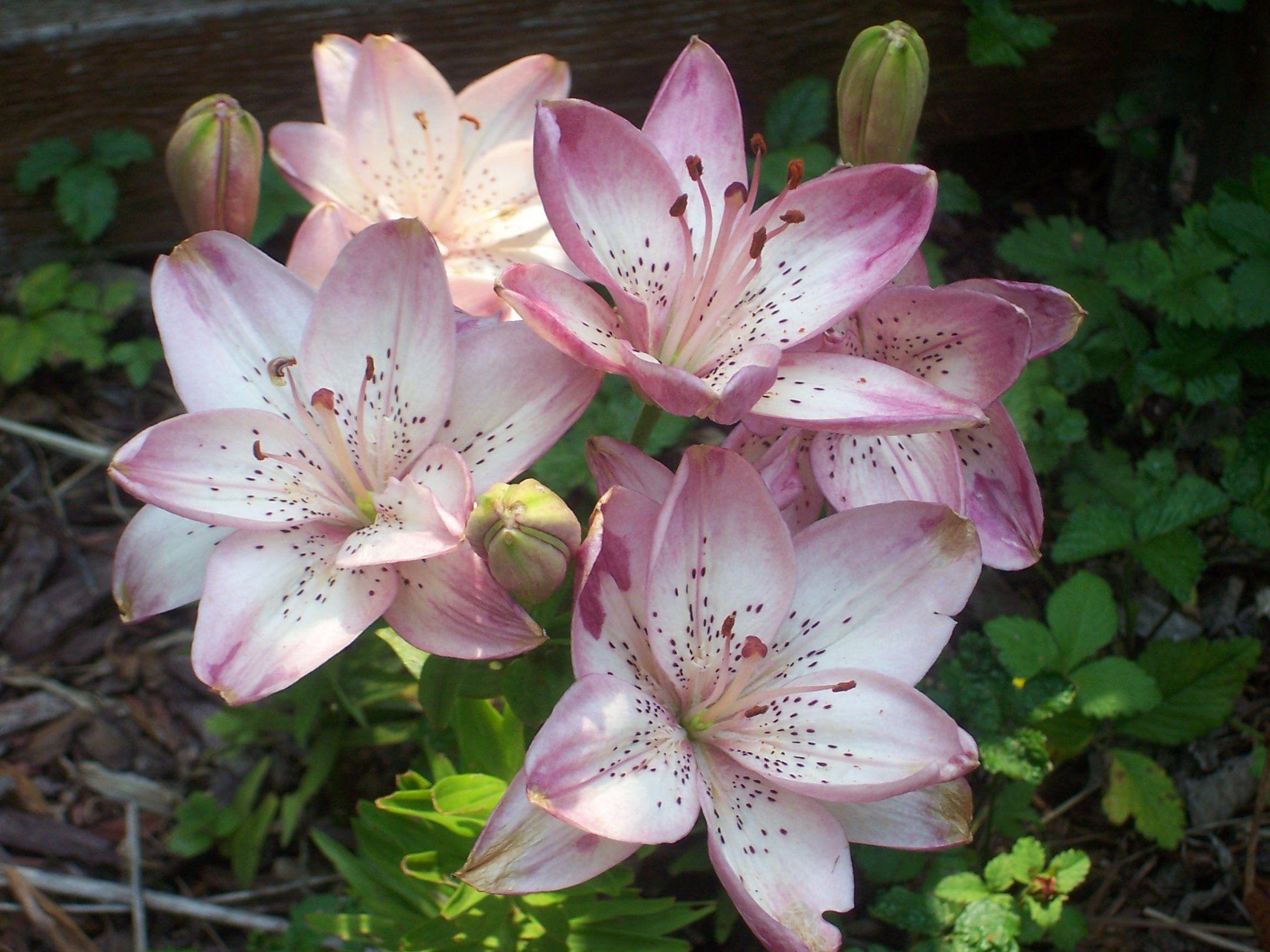 2160x1620 Free download Easter Lily Wallpaper Pink easter lily