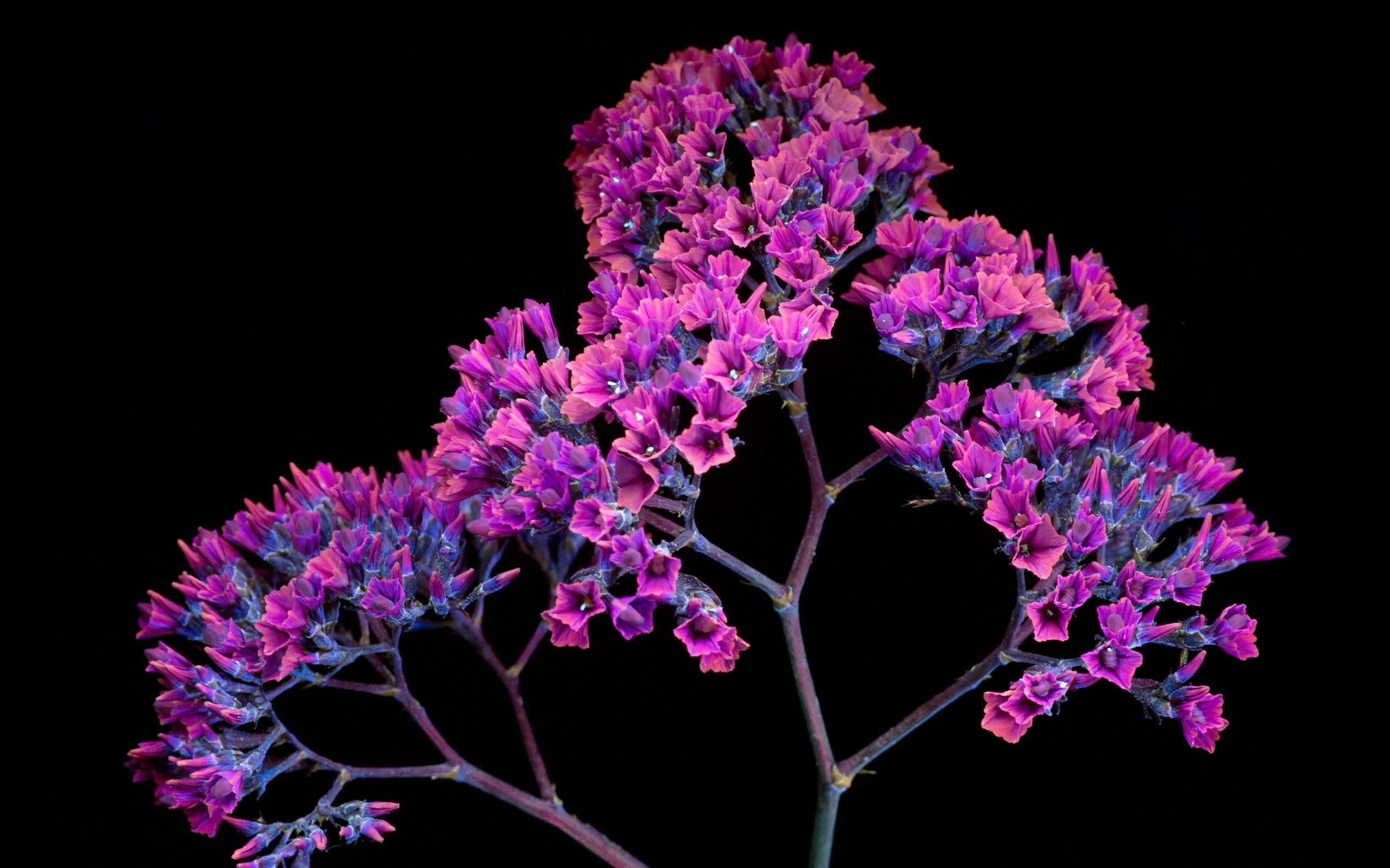 2560x1600 Download 2560x1600 Macos Mojave Stock, Pink Flowers