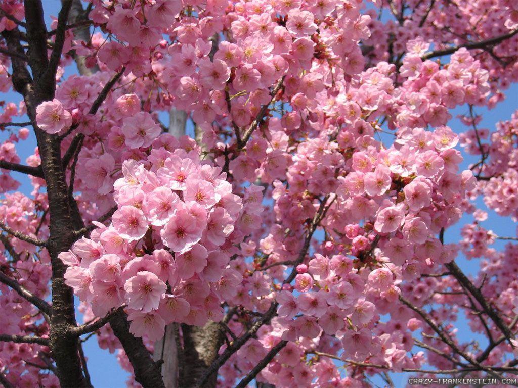 Japanese Flower Backgrounds