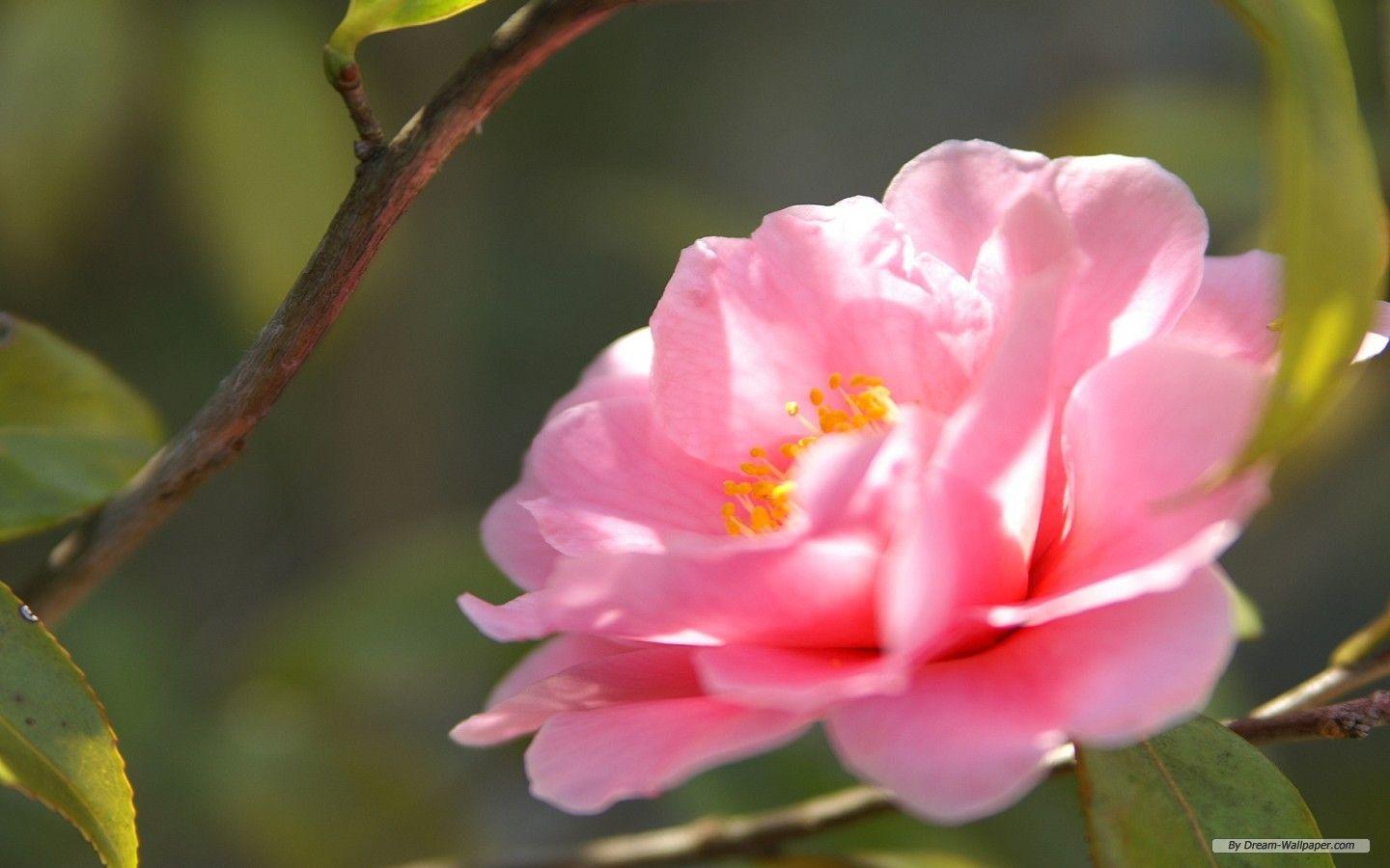1440x900 Free Wallpaper Flower wallpaper Flower 02