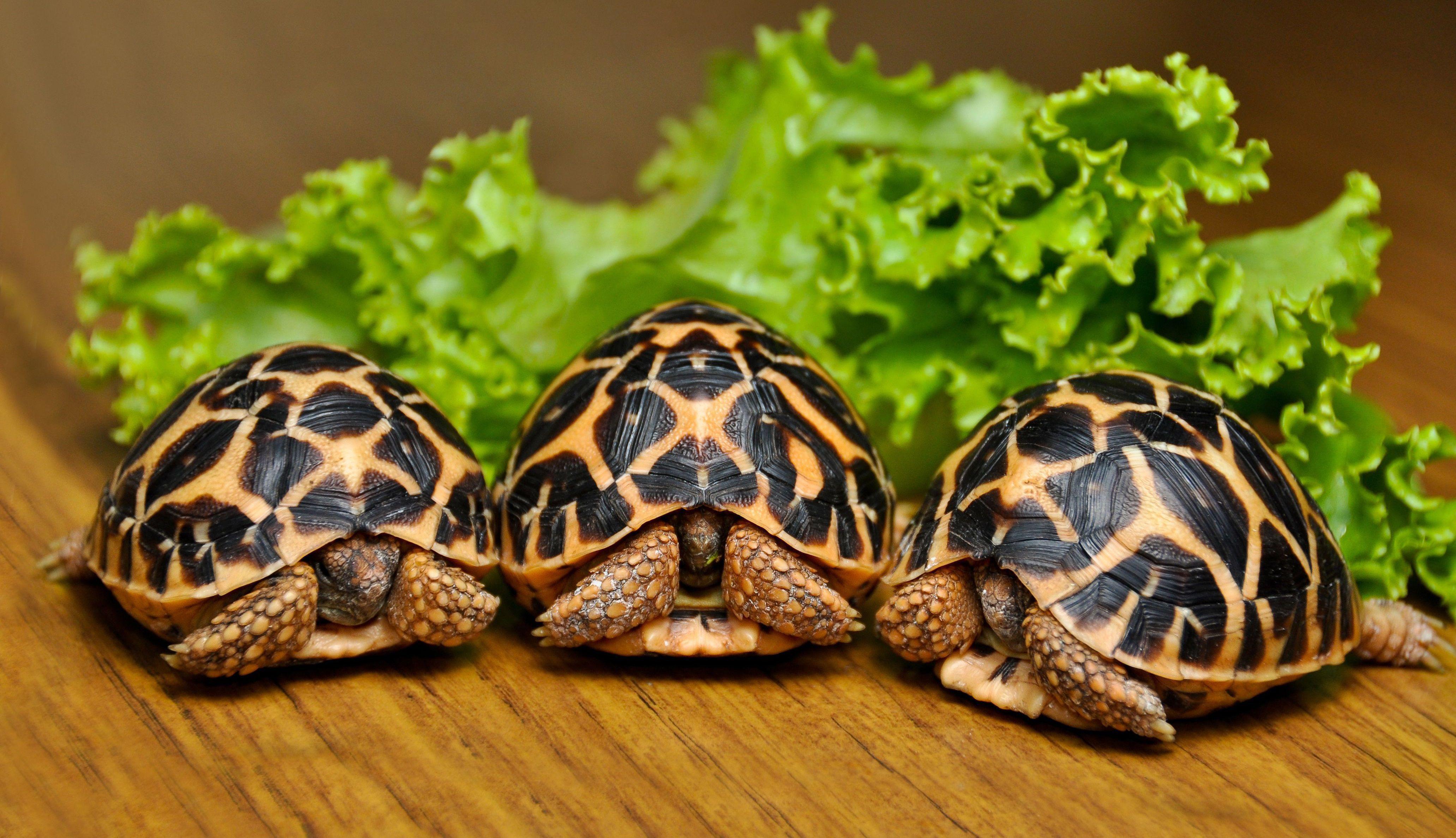 Tortoise Wallpapers - Top Free Tortoise Backgrounds - WallpaperAccess