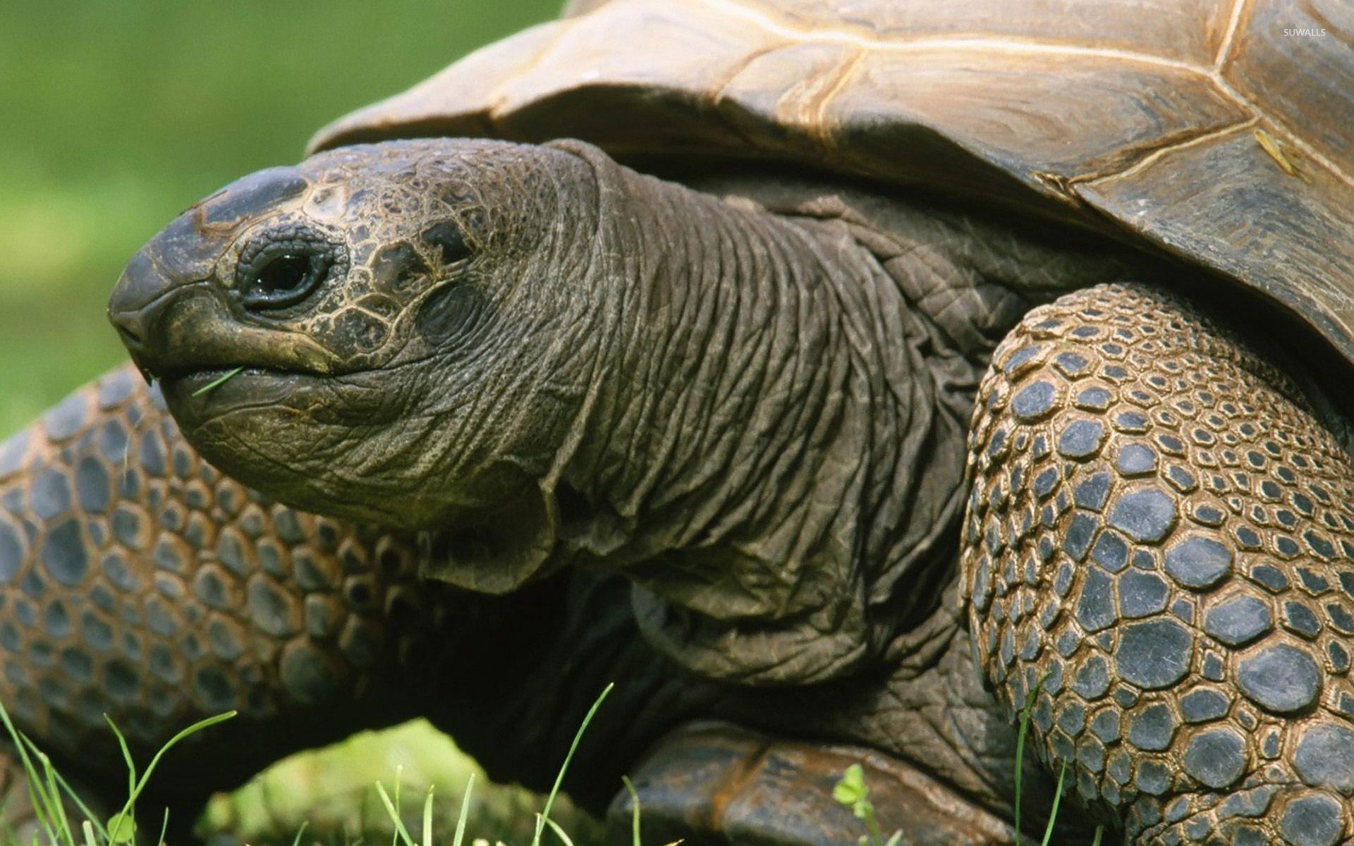 Tortoise Wallpapers Top Free Tortoise Backgrounds Wallpaperaccess