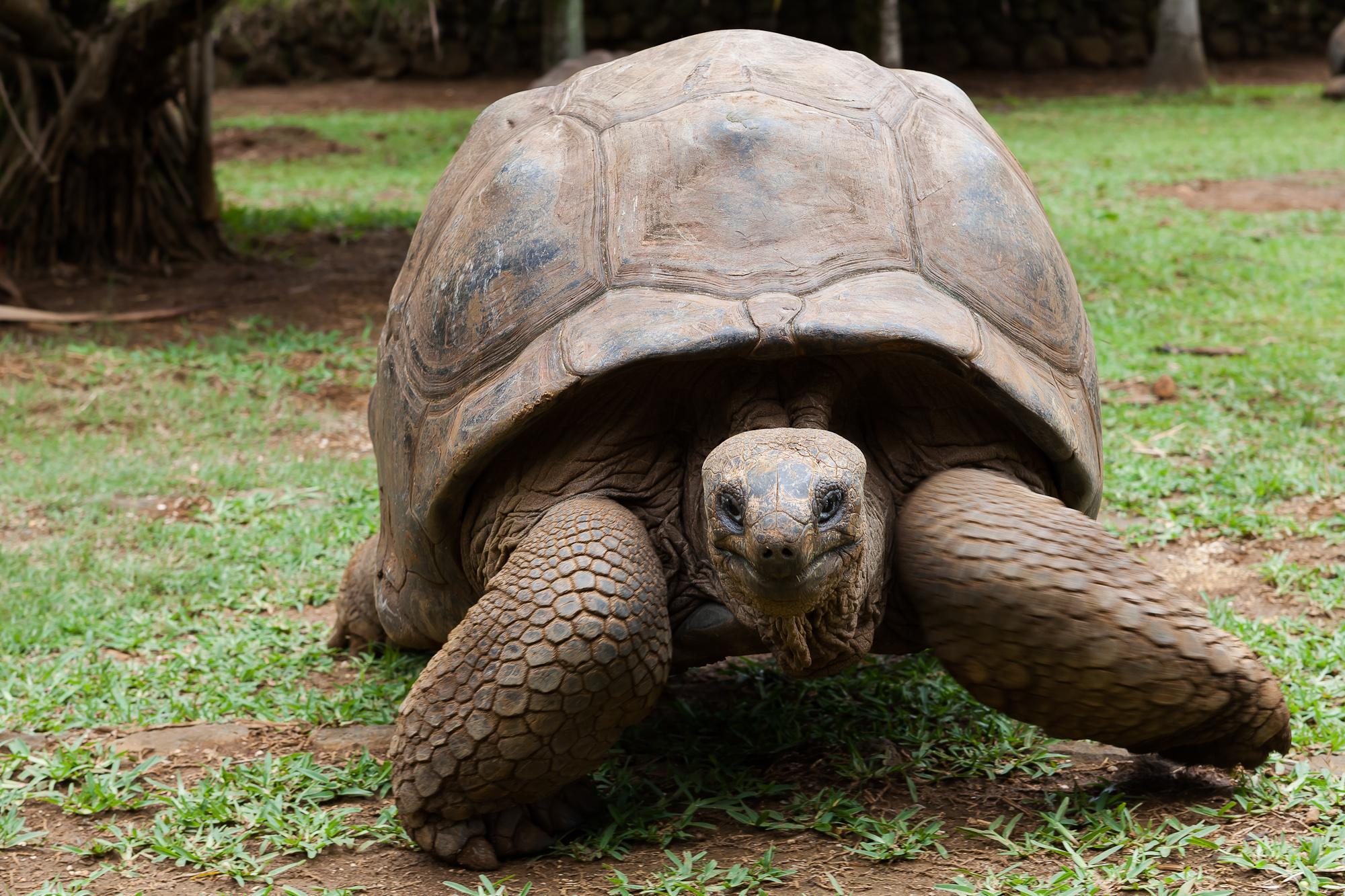download tortoise subversion