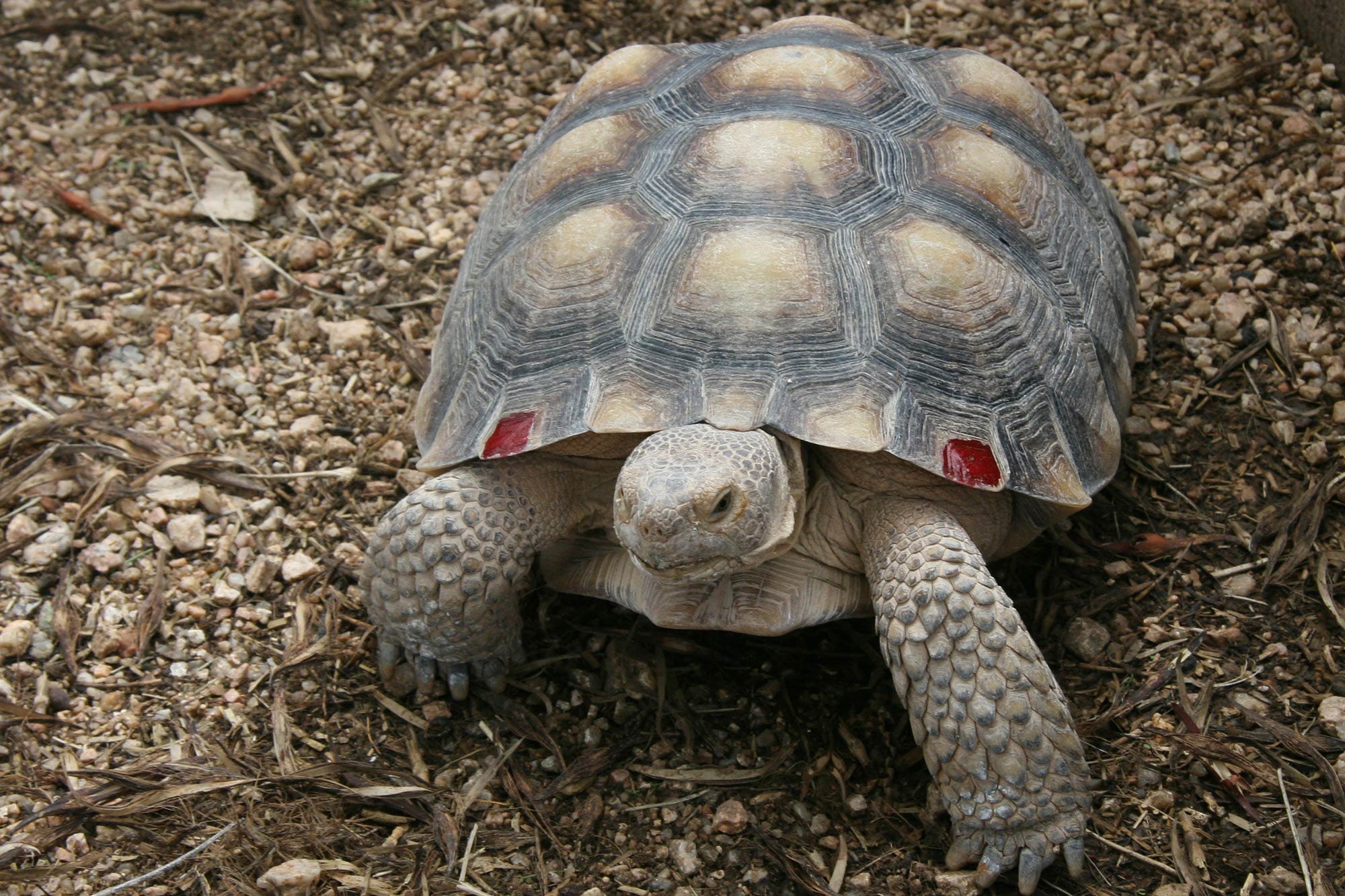 2000x1334 Tortoise Wallpaper