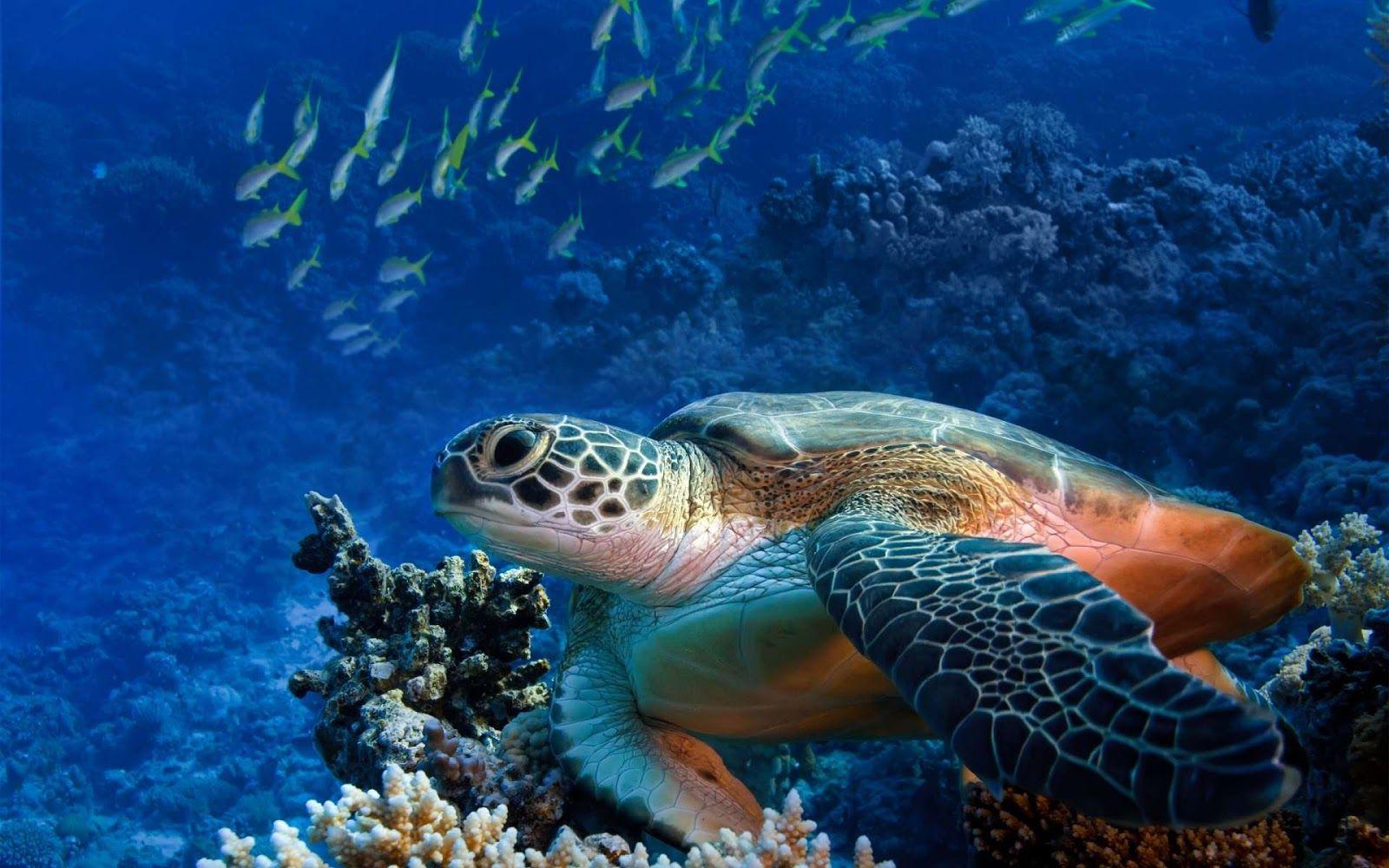 1600x1000 Beautiful Desktop HD Wallpaper Download: Tortoise Wallpaper HD