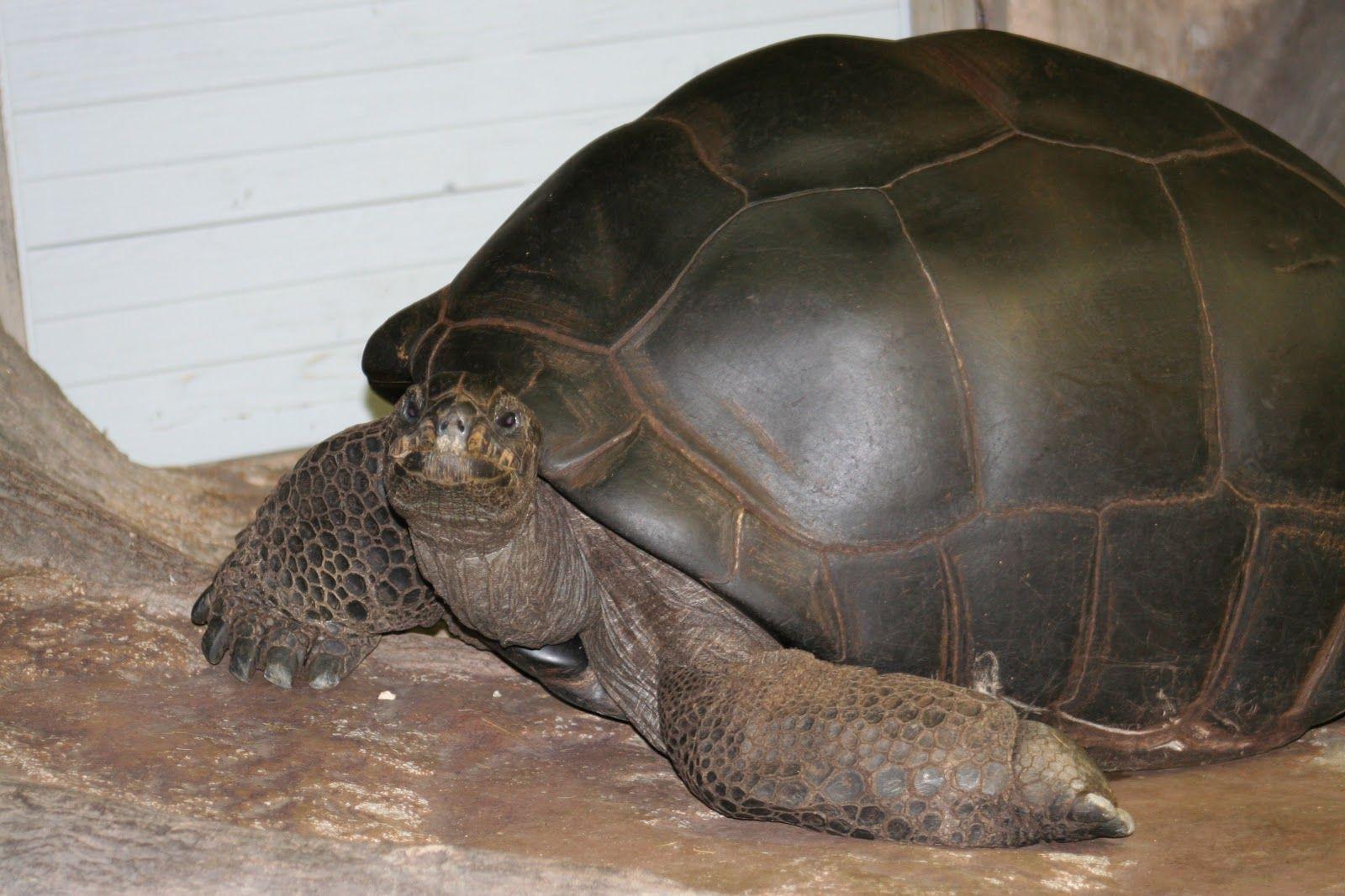 1600x1067 Aldabra giant tortoise. Aldabra Giant Tortoise