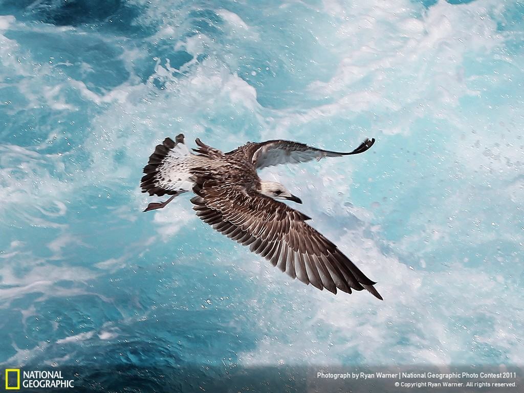 1024x768 Download Hundreds of Breathtaking National Geographic