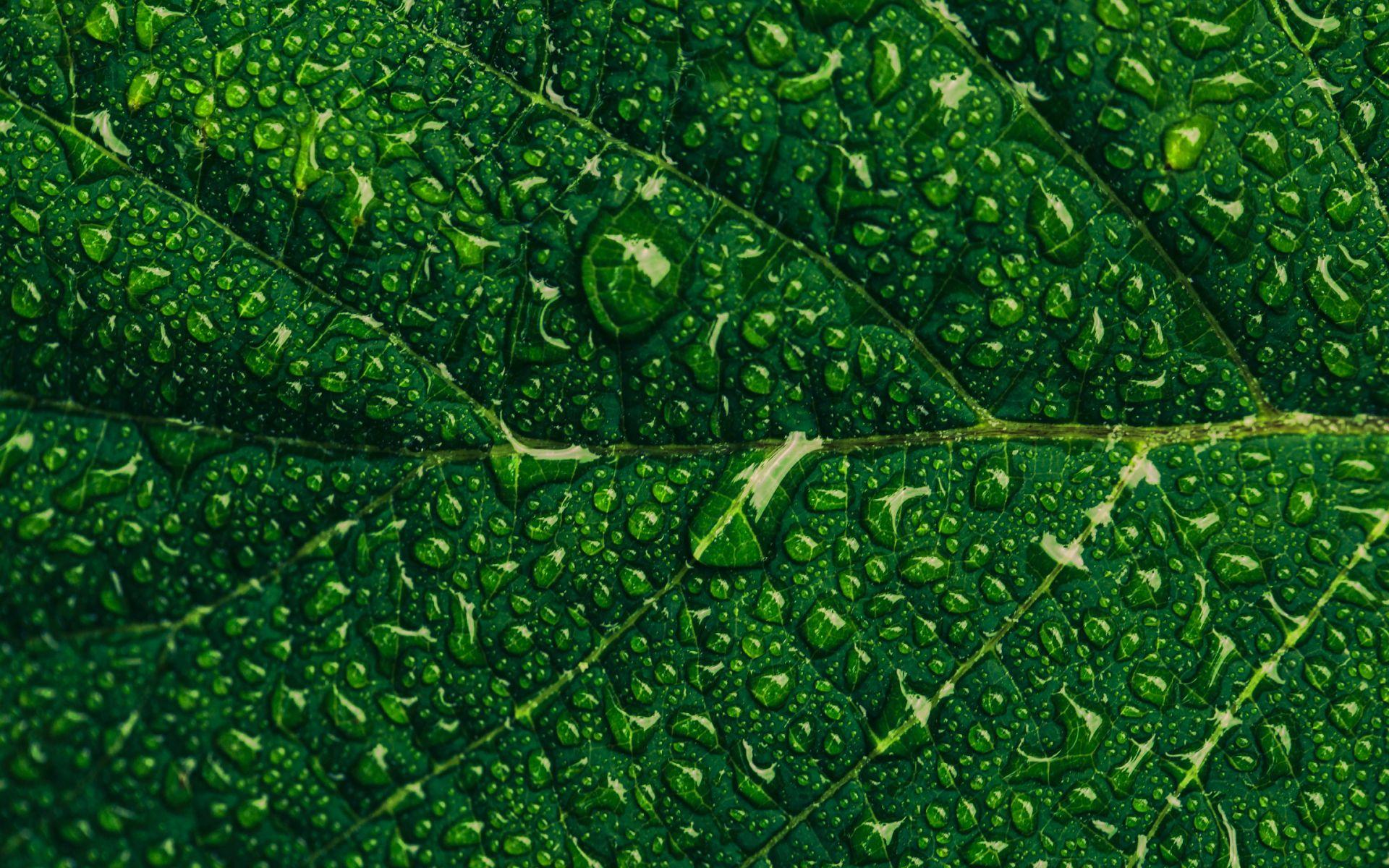 Ecology Wallpapers - Top Free Ecology Backgrounds - WallpaperAccess