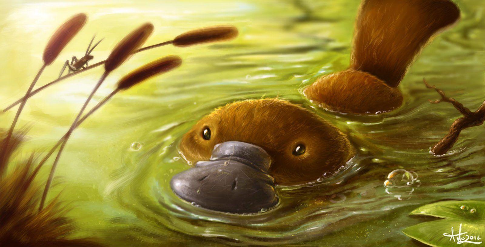 Platypus Wallpapers - Top Free Platypus Backgrounds - WallpaperAccess